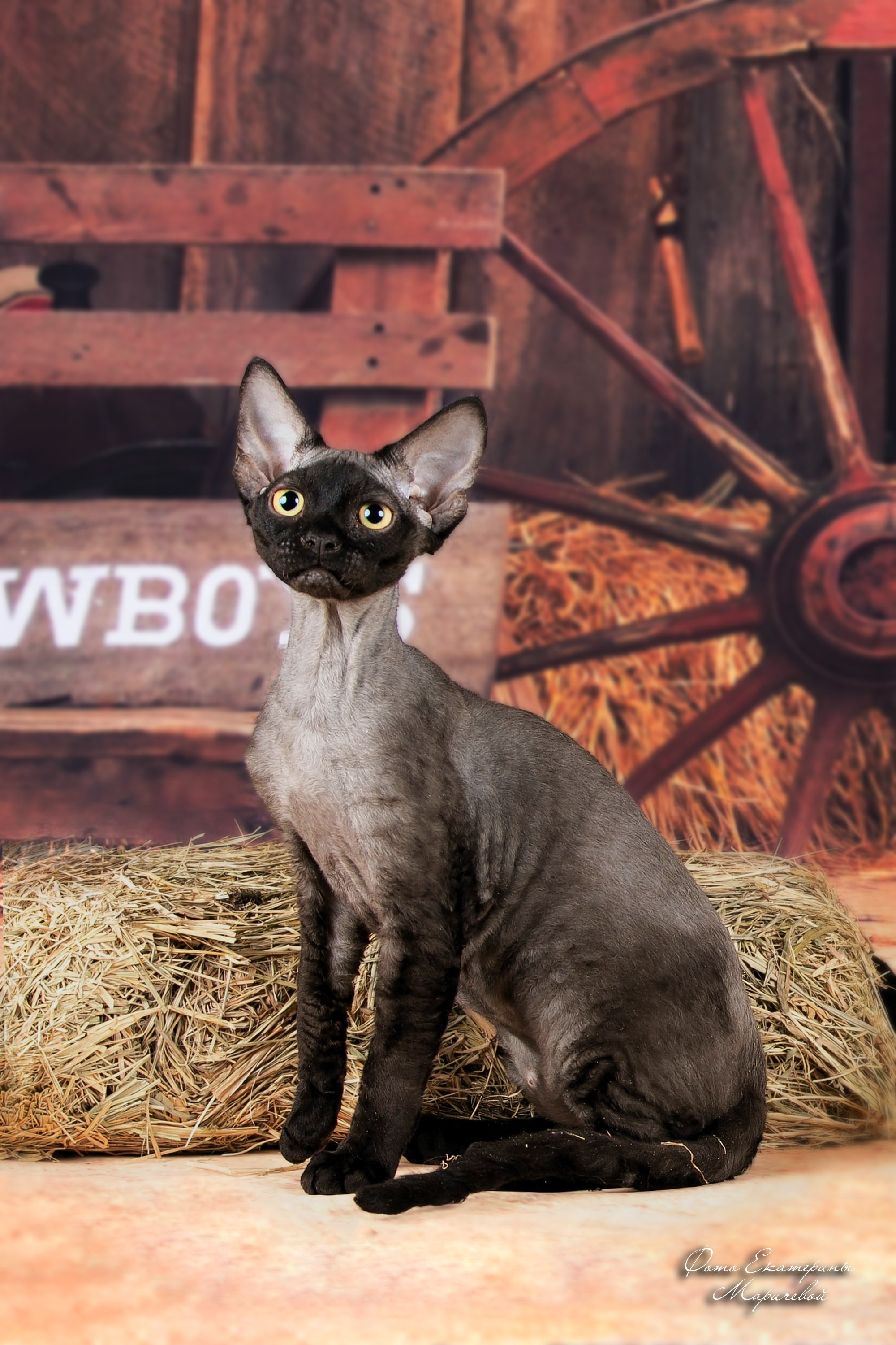 Тематические фоны с рисунком. Фотограф-анималист в Омске Екатерина Маричева