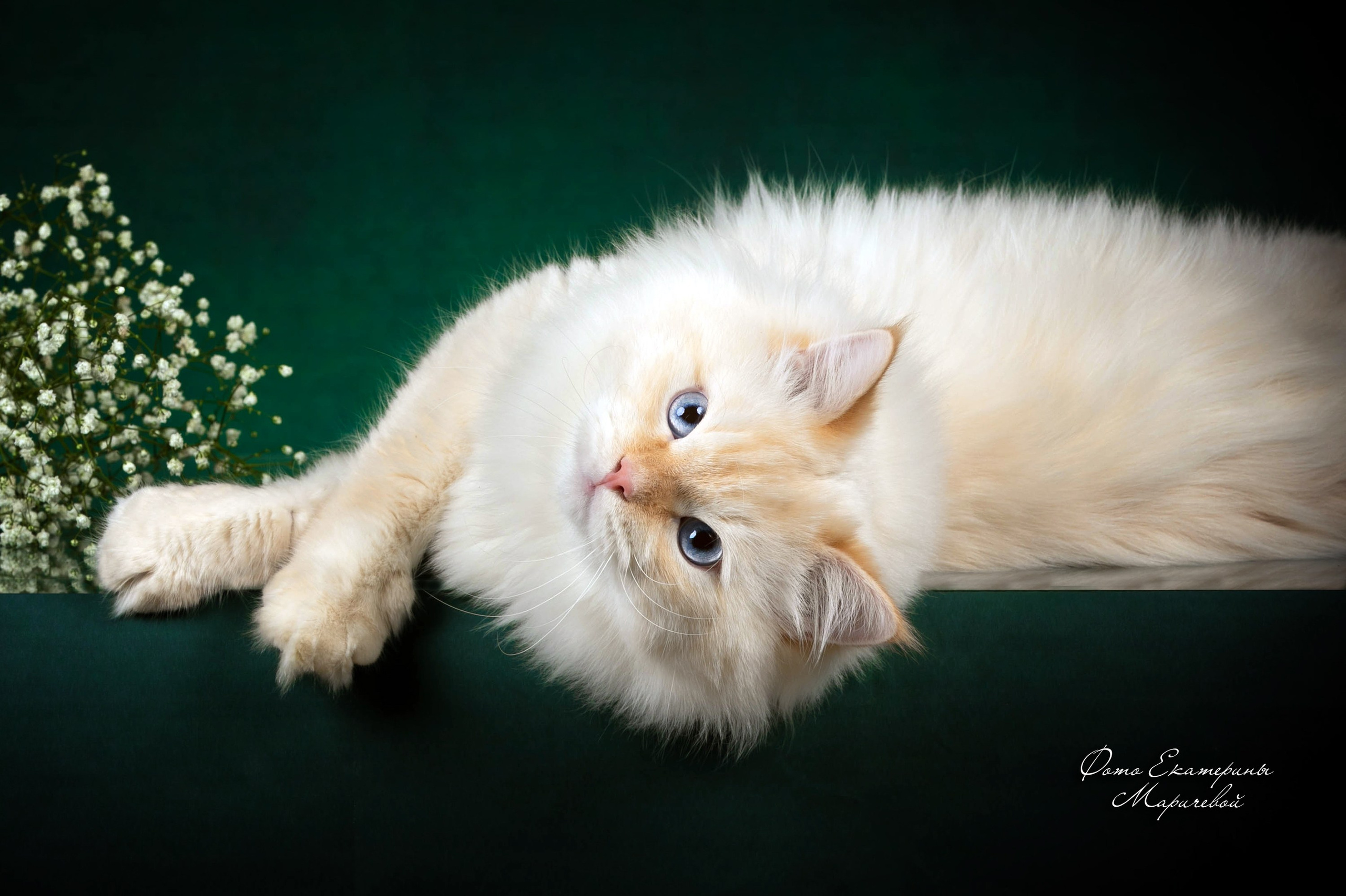 Стендовая съёмка на выставках кошек. Фотограф-анималист в Омске Екатерина Маричева