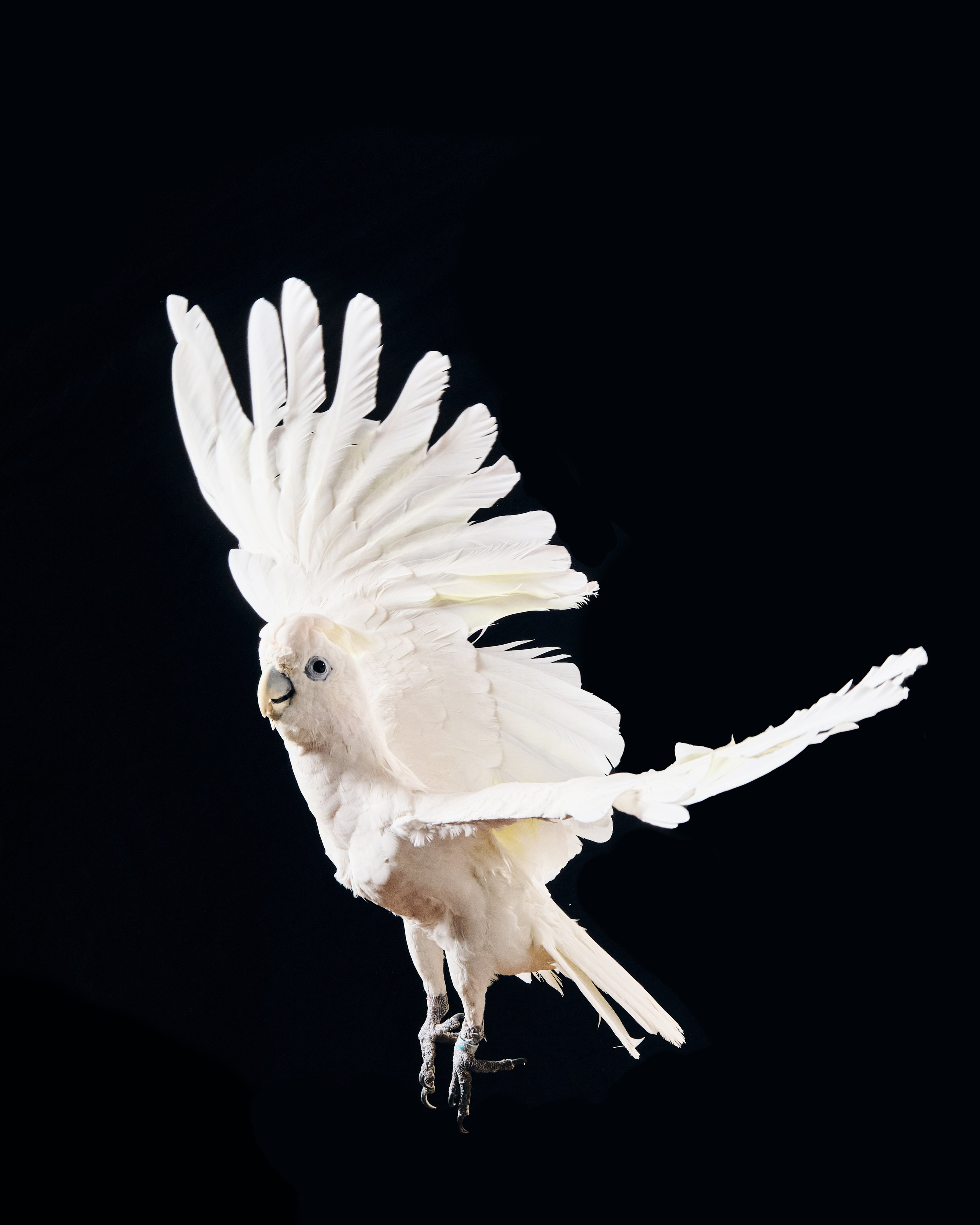 Фото с животными альбом. Фотограф в Москве — Галунина Кристина