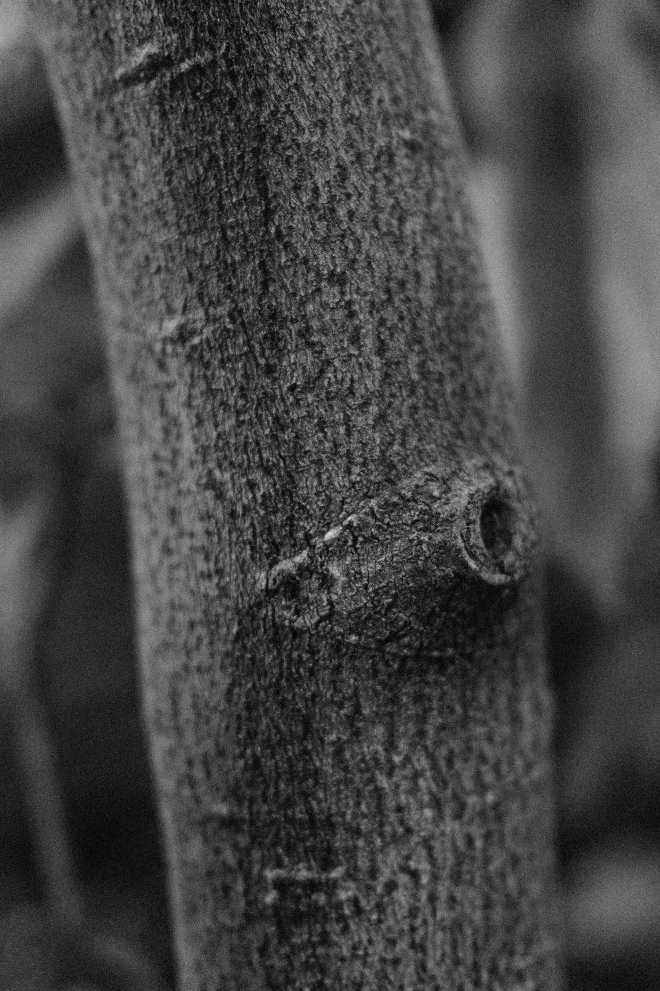 Аптекарский огород. Профессиональный фотограф в Москве Захар Ишутин