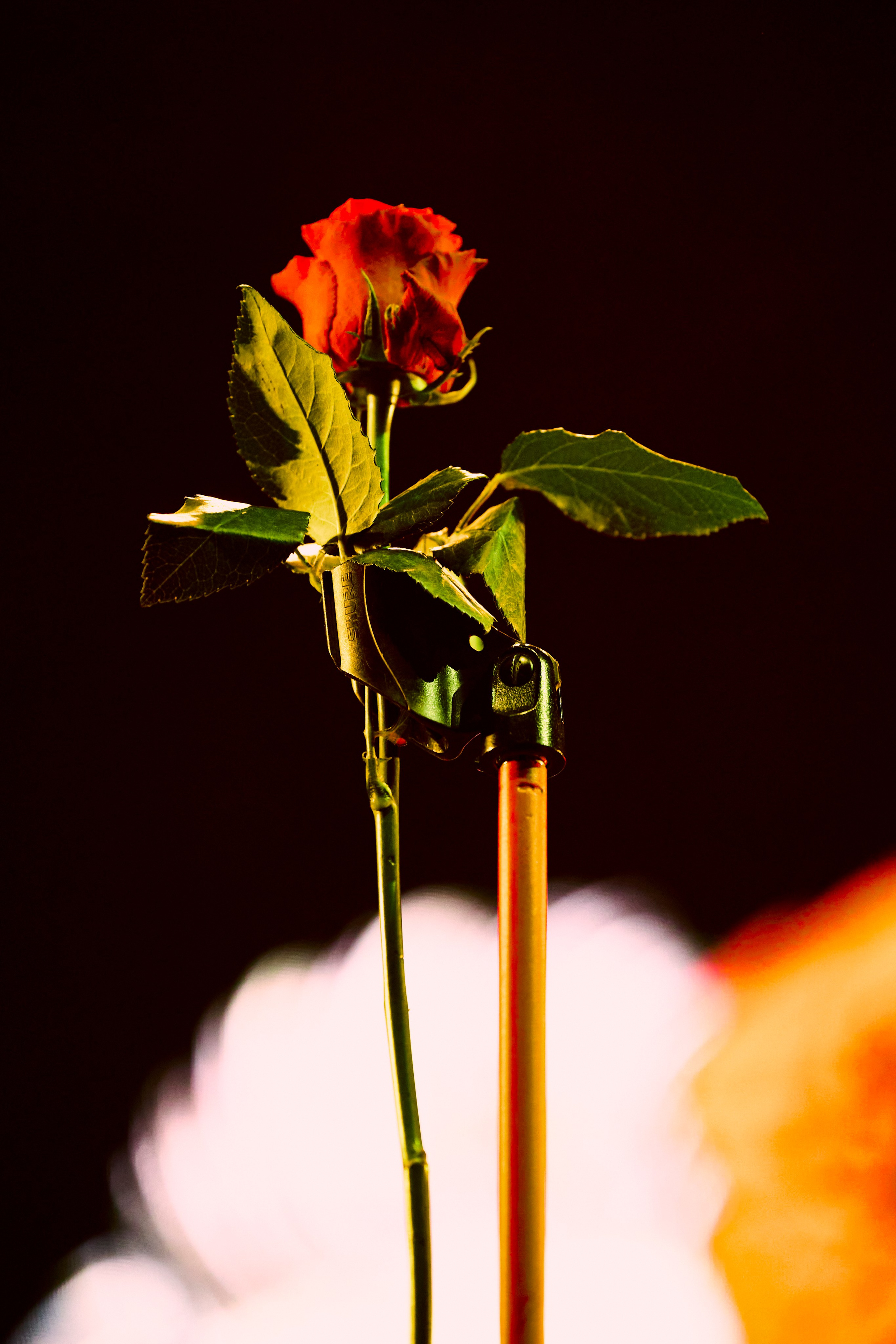 15.11.2024 Lascala в Base. Виктория Ахмылова. Фотограф в Москве