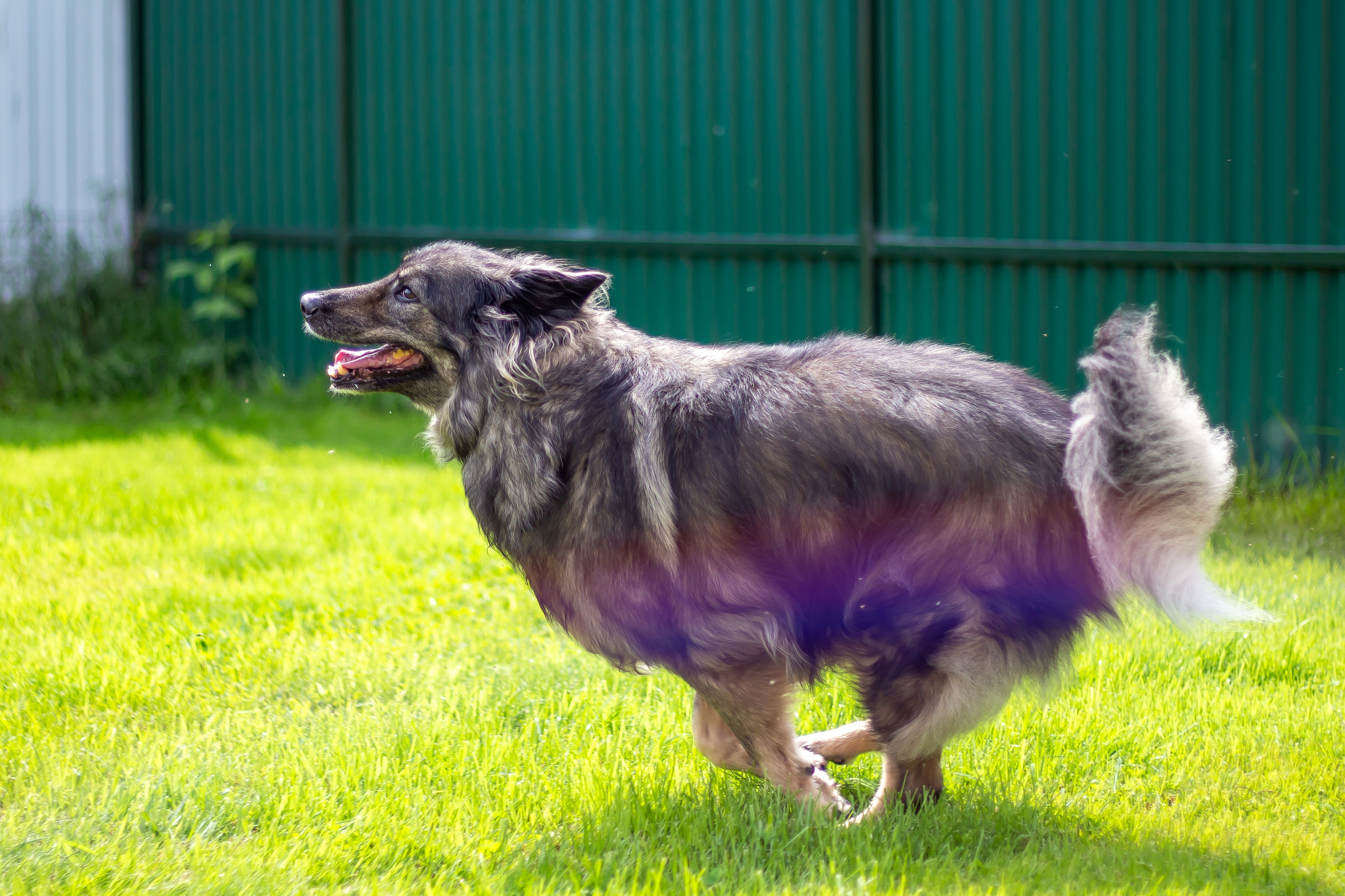 Собачья жизнь — Зоогостиница «Счастливые мечтатели». Фотограф • Орехово-Зуево • Балашиха • TEFO