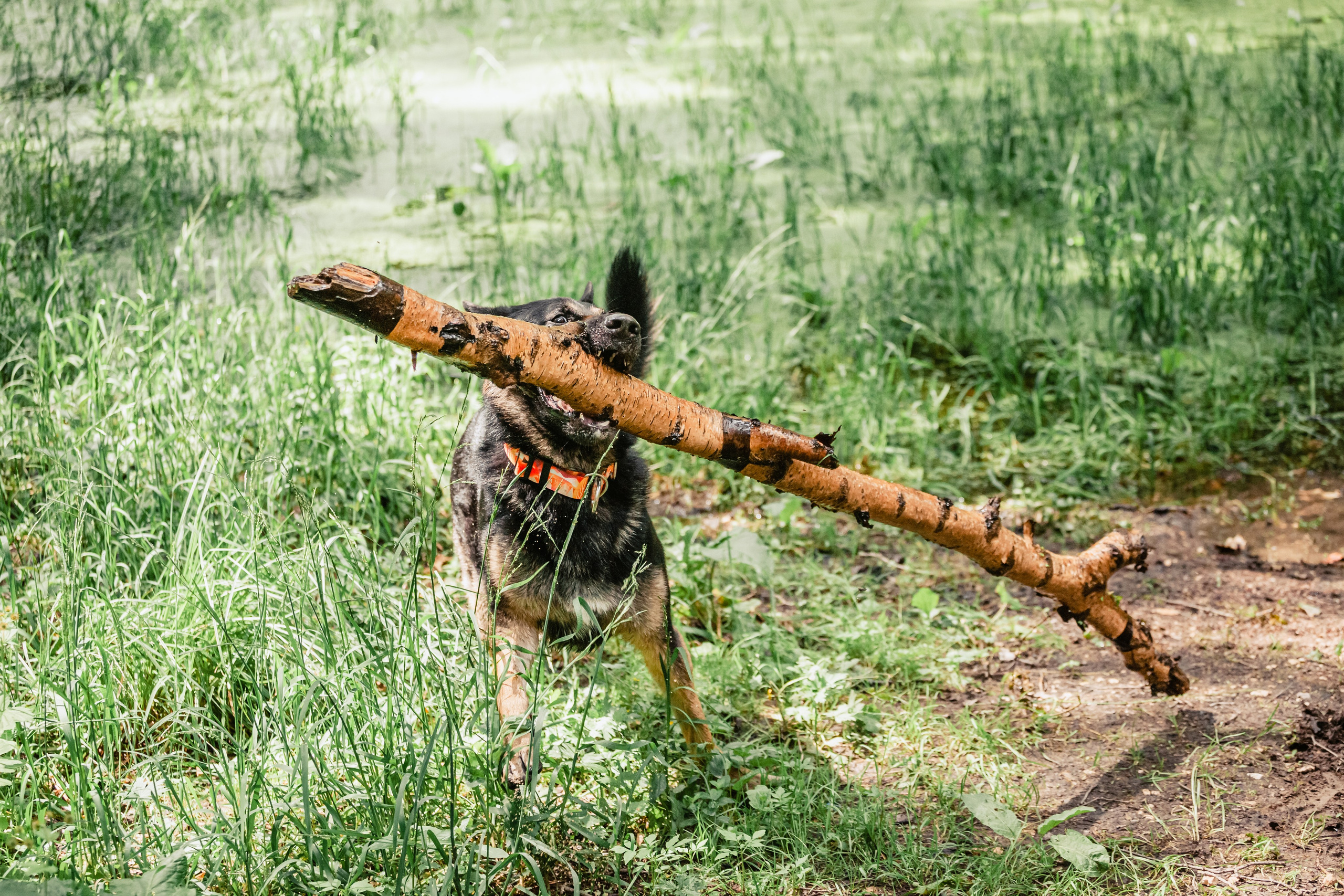 Лесная летняя фотопрогулка. Фотограф-анималист Татьяна Степанова