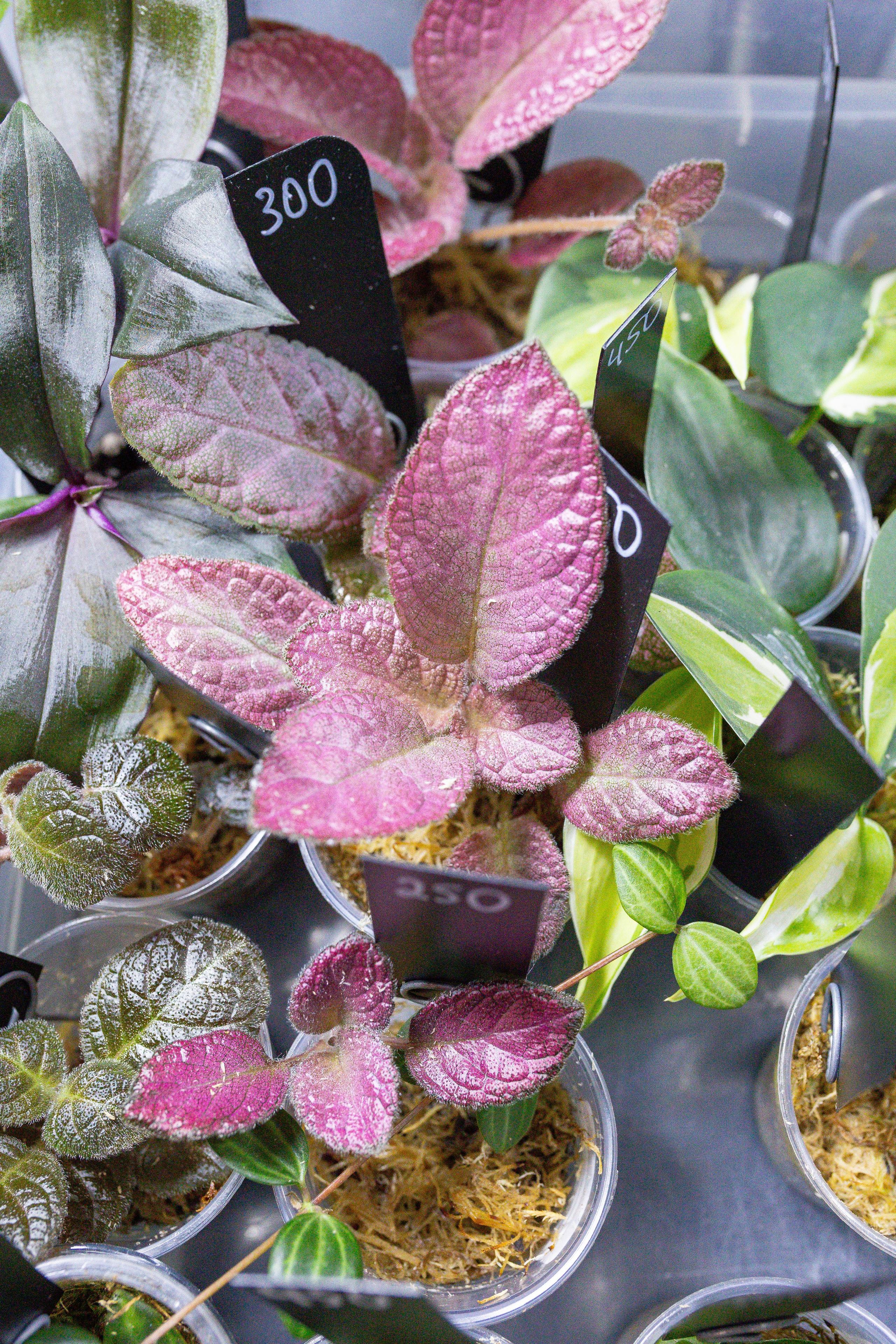 Орхидиум май 2025. Александра Куликова фотограф, Москва