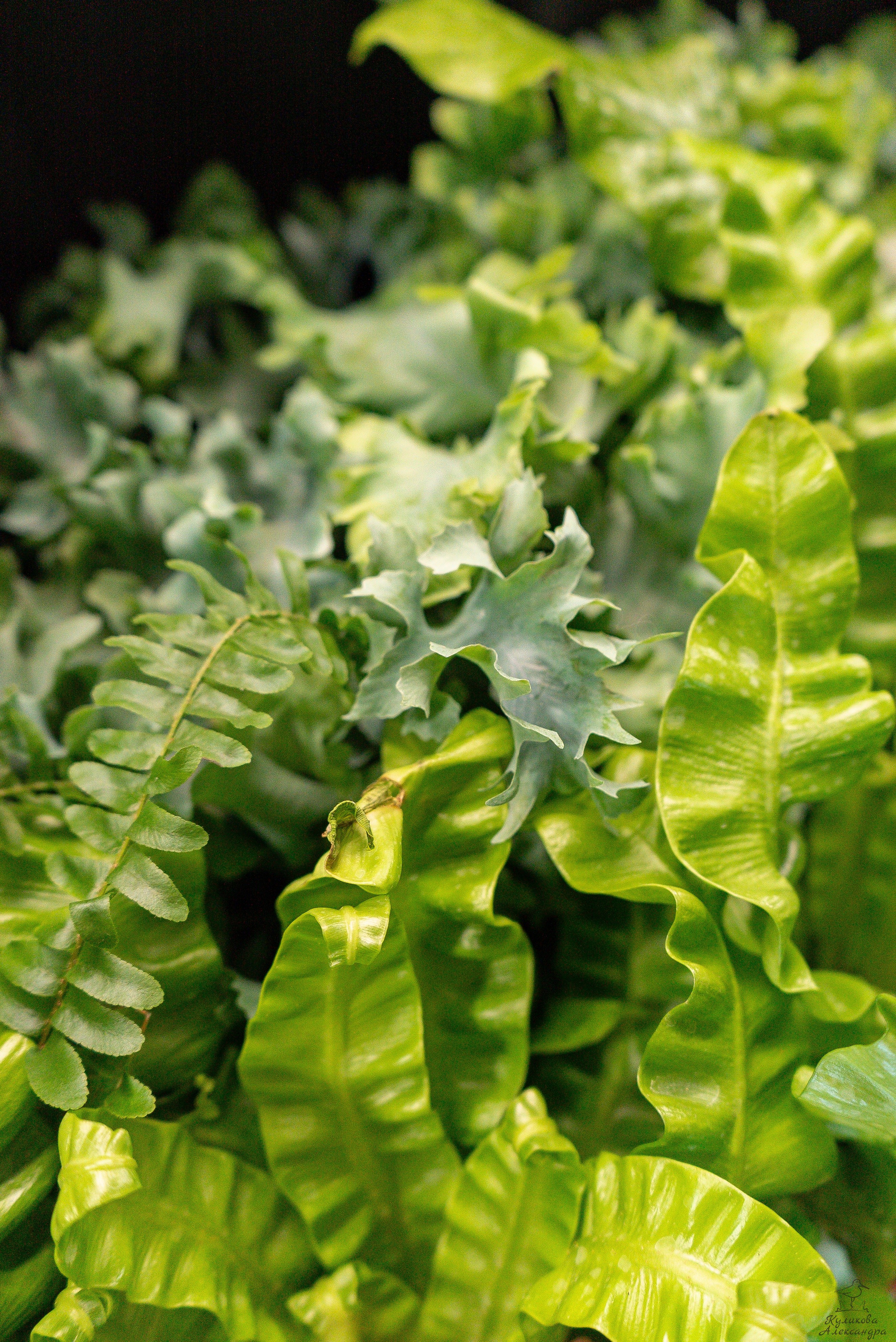 Гроубокс Артплей апрель. Александра Куликова фотограф, Москва