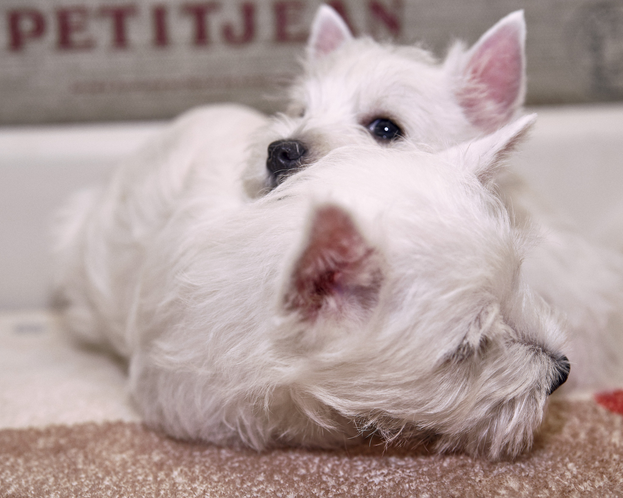 Фотографии собак и щенков питомника. Питомник собак породы вест хайленд вайт терьер в Москве