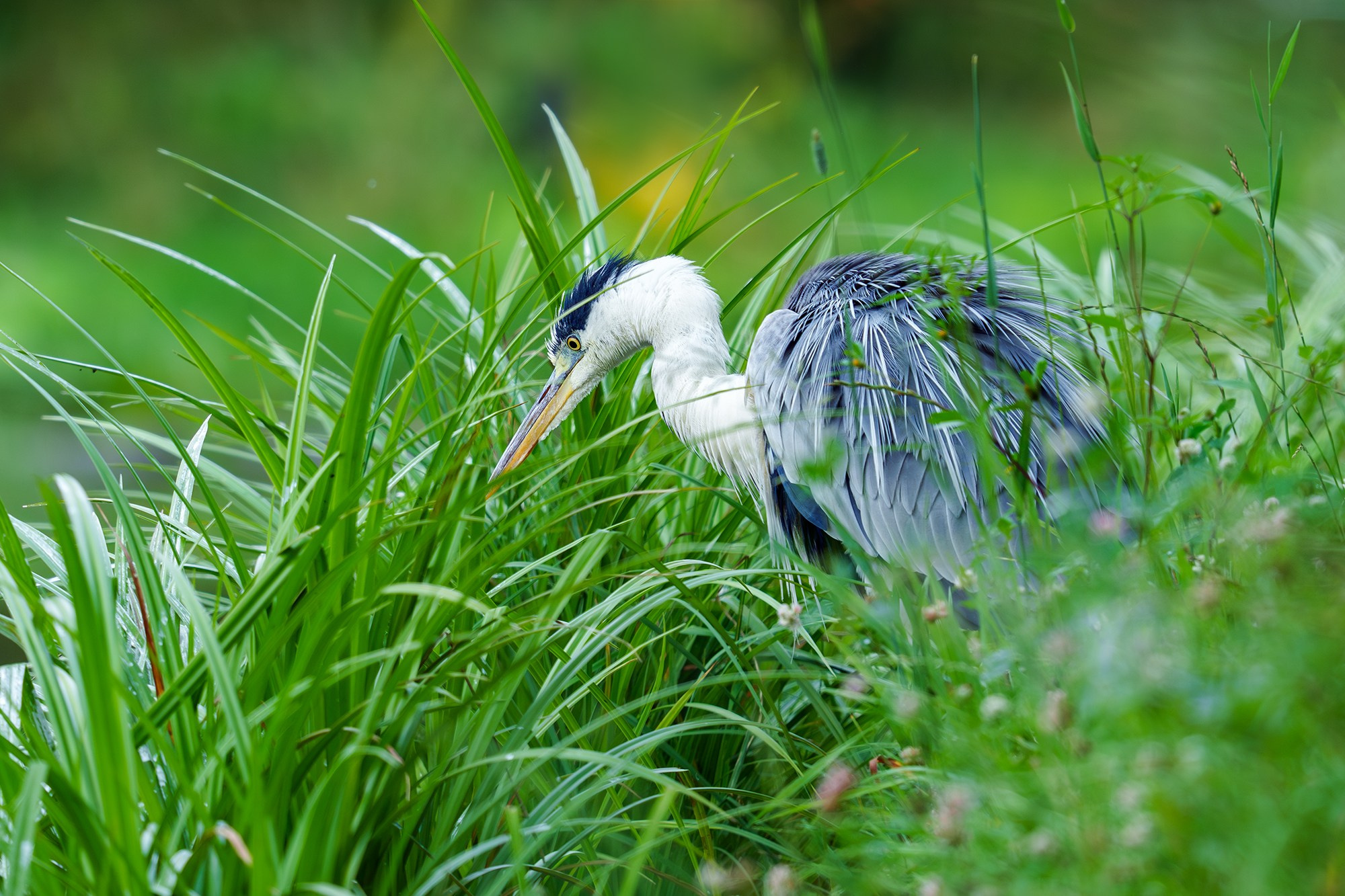 Удивительные мир птиц. Вокруг нас столько прекрасного — присмотритесь!. Ваш личный фотограф Марина Волкова