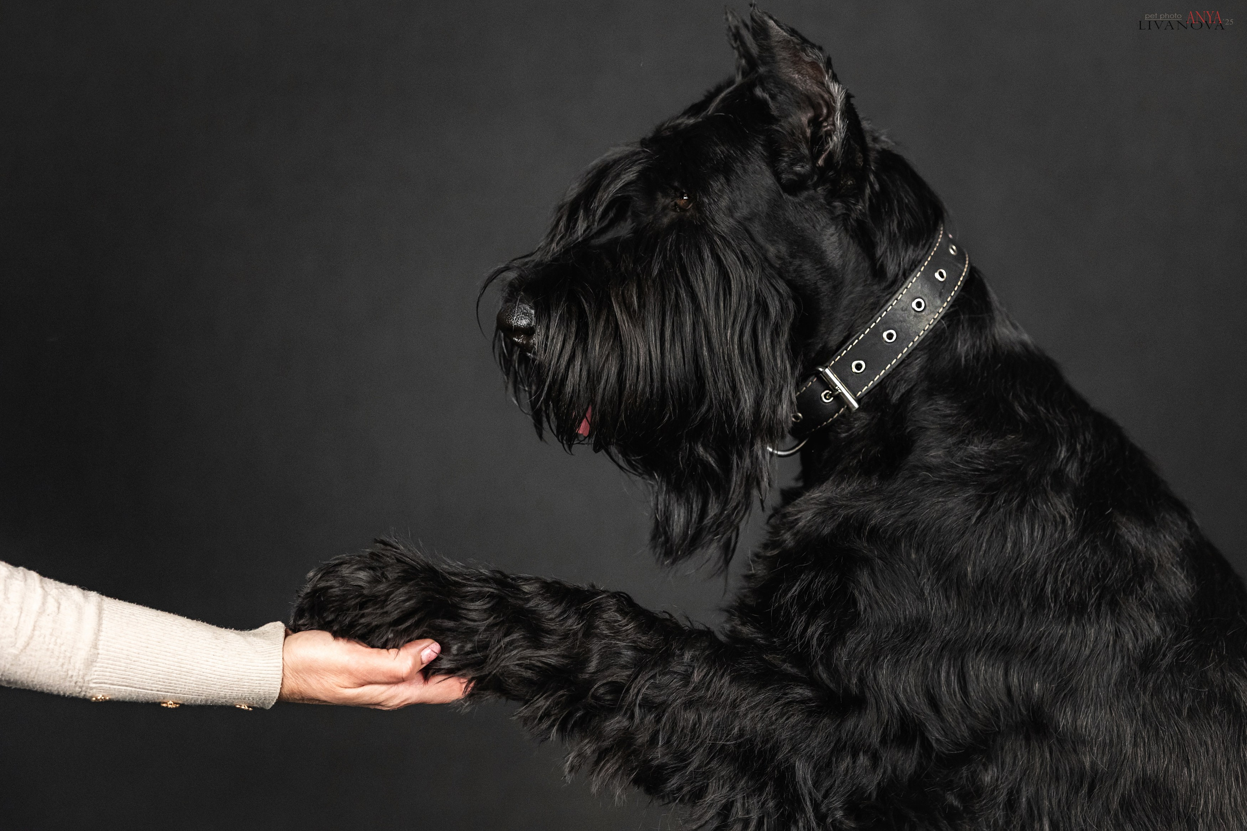 Берта. Фотограф анималист Аня Ливанова | Рыбинск