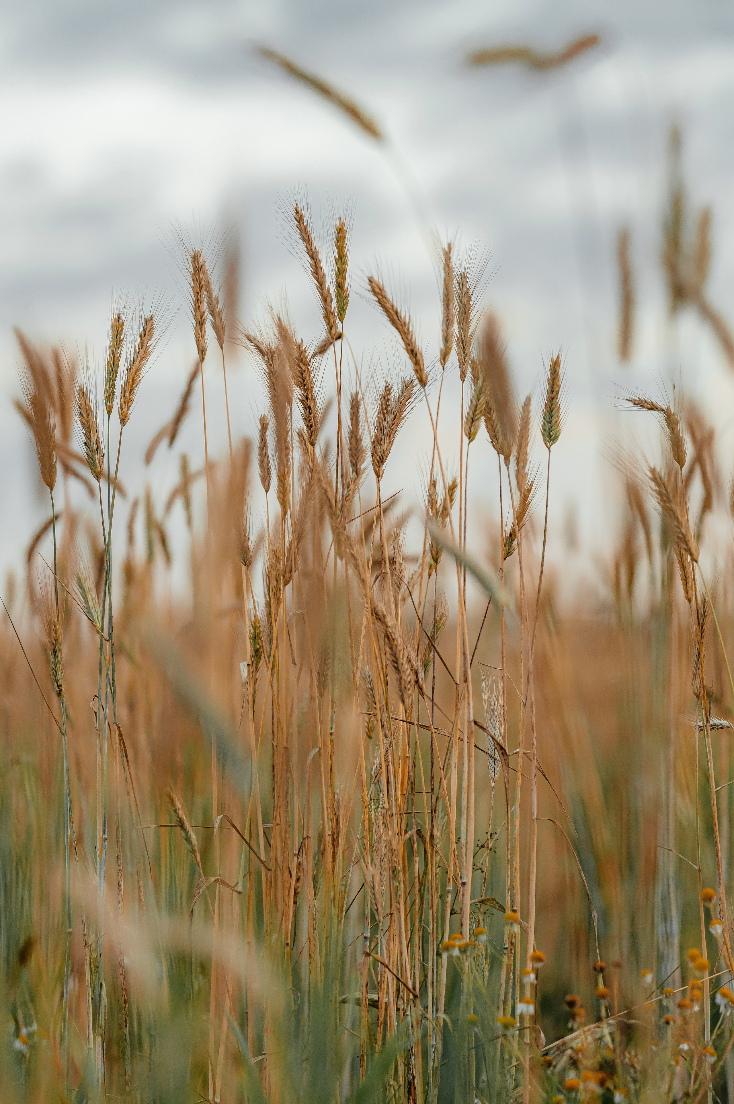 Лиза, Щёлково. Свадебный и семейный фотограф Виктория Носачёва. Щелково, Москва и МО