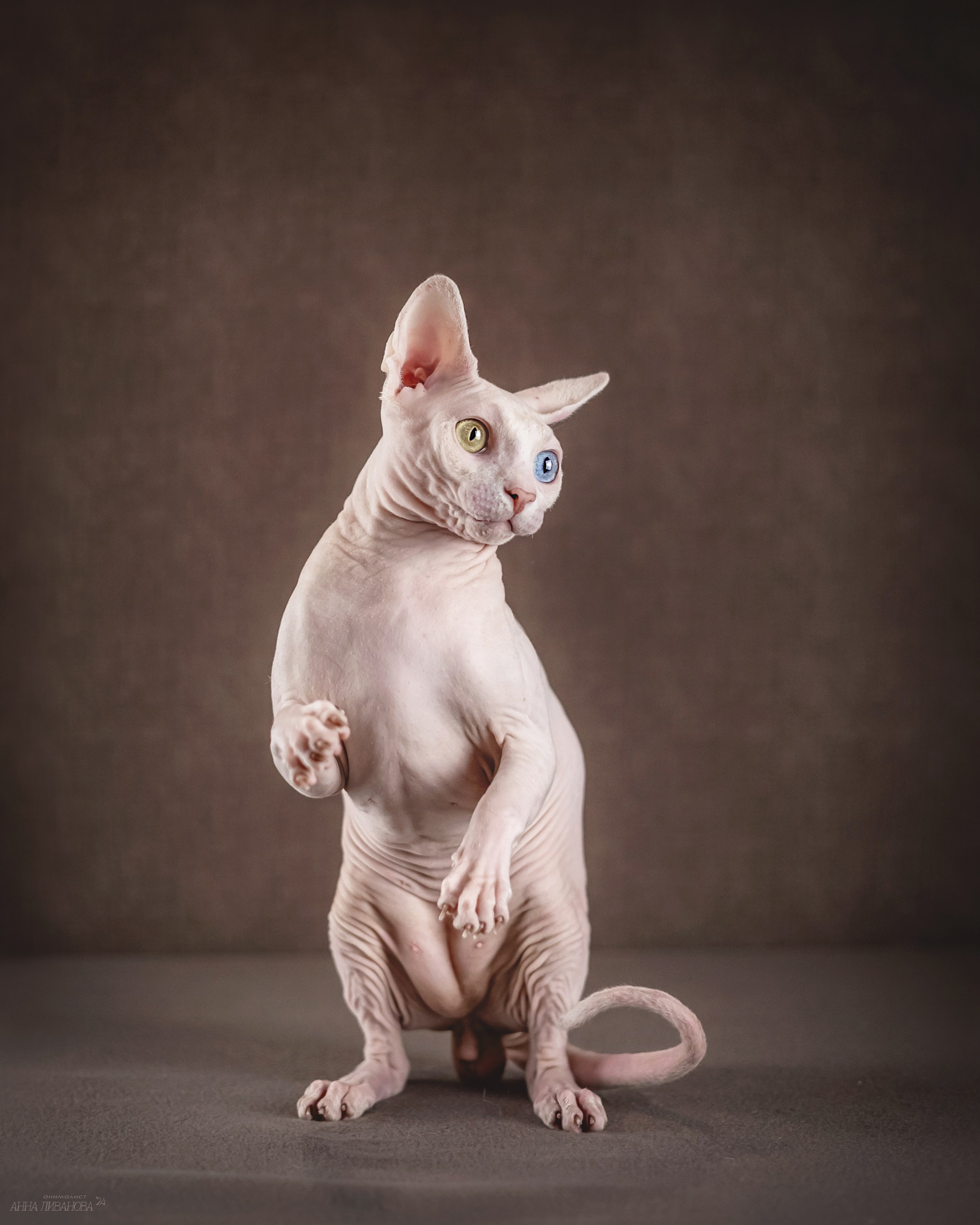 Сфинкс Арчи. Фотограф анималист Аня Ливанова | Рыбинск
