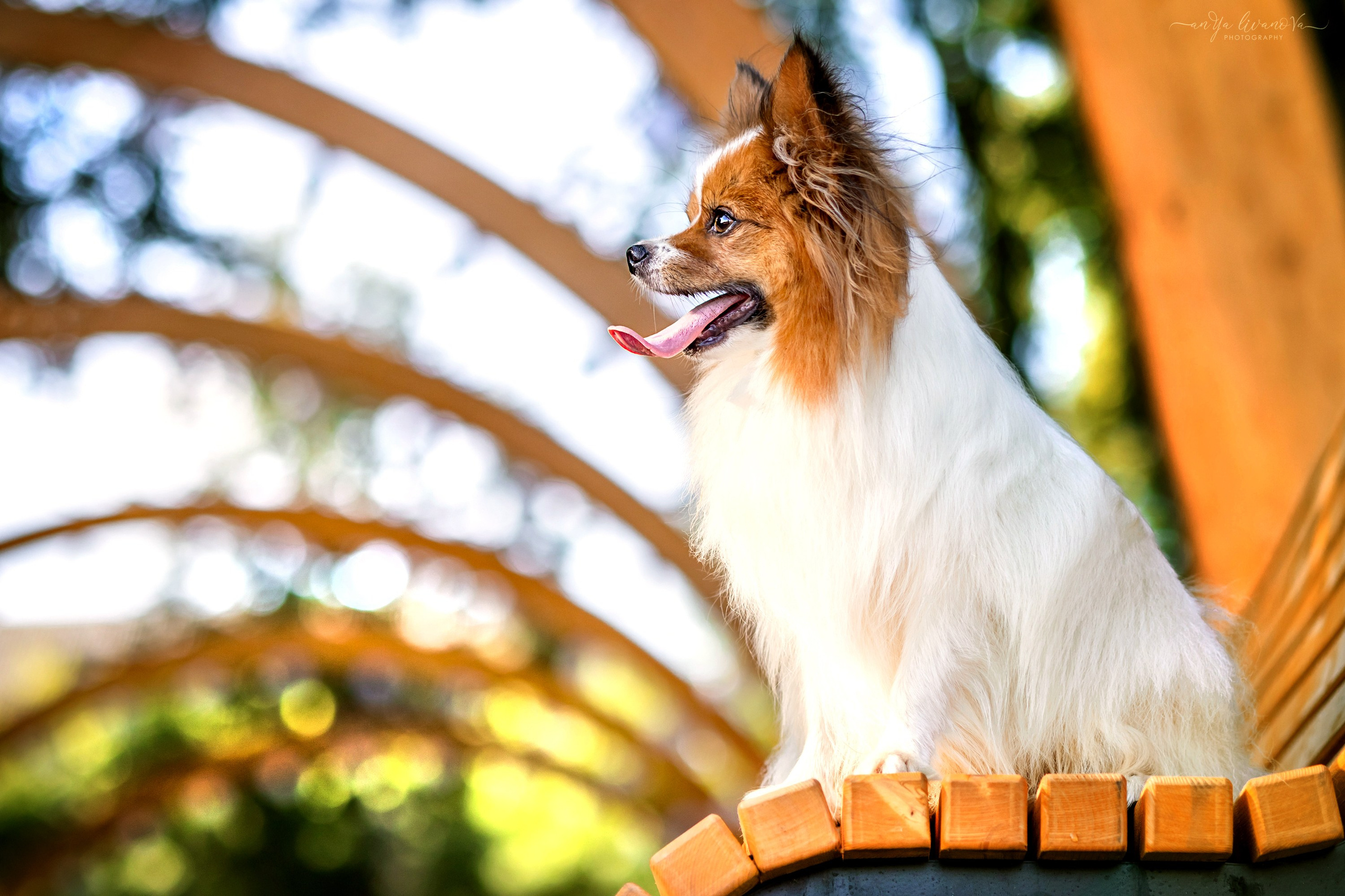 Царёчик 3 года. Фотограф анималист Аня Ливанова | Рыбинск