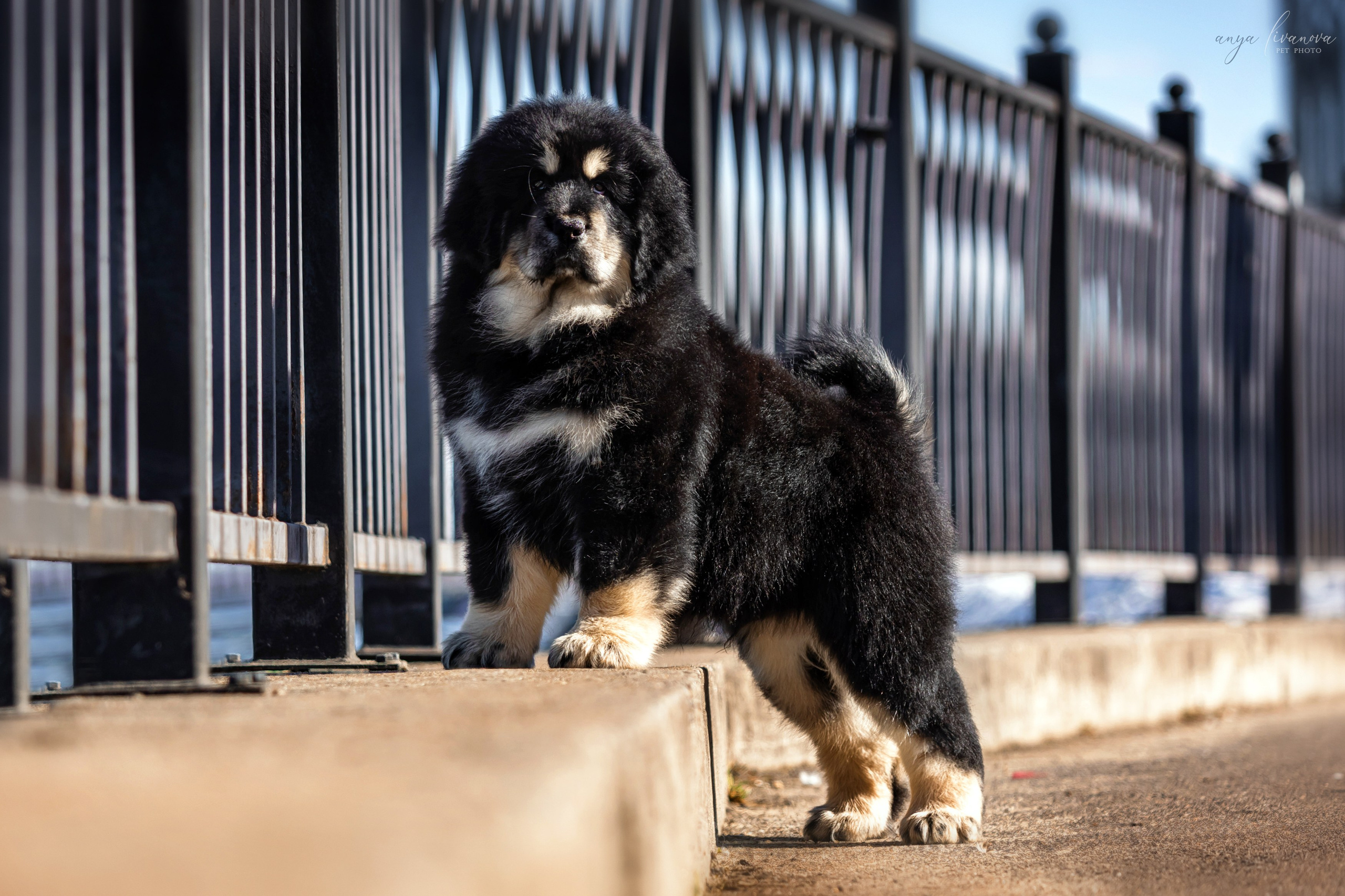 Тибеты. Фотограф анималист Аня Ливанова | Рыбинск