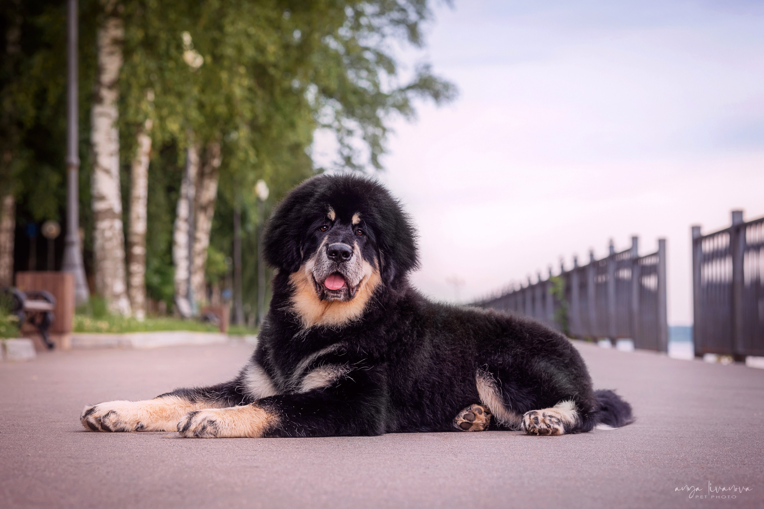 Лео. Фотограф анималист Аня Ливанова | Рыбинск