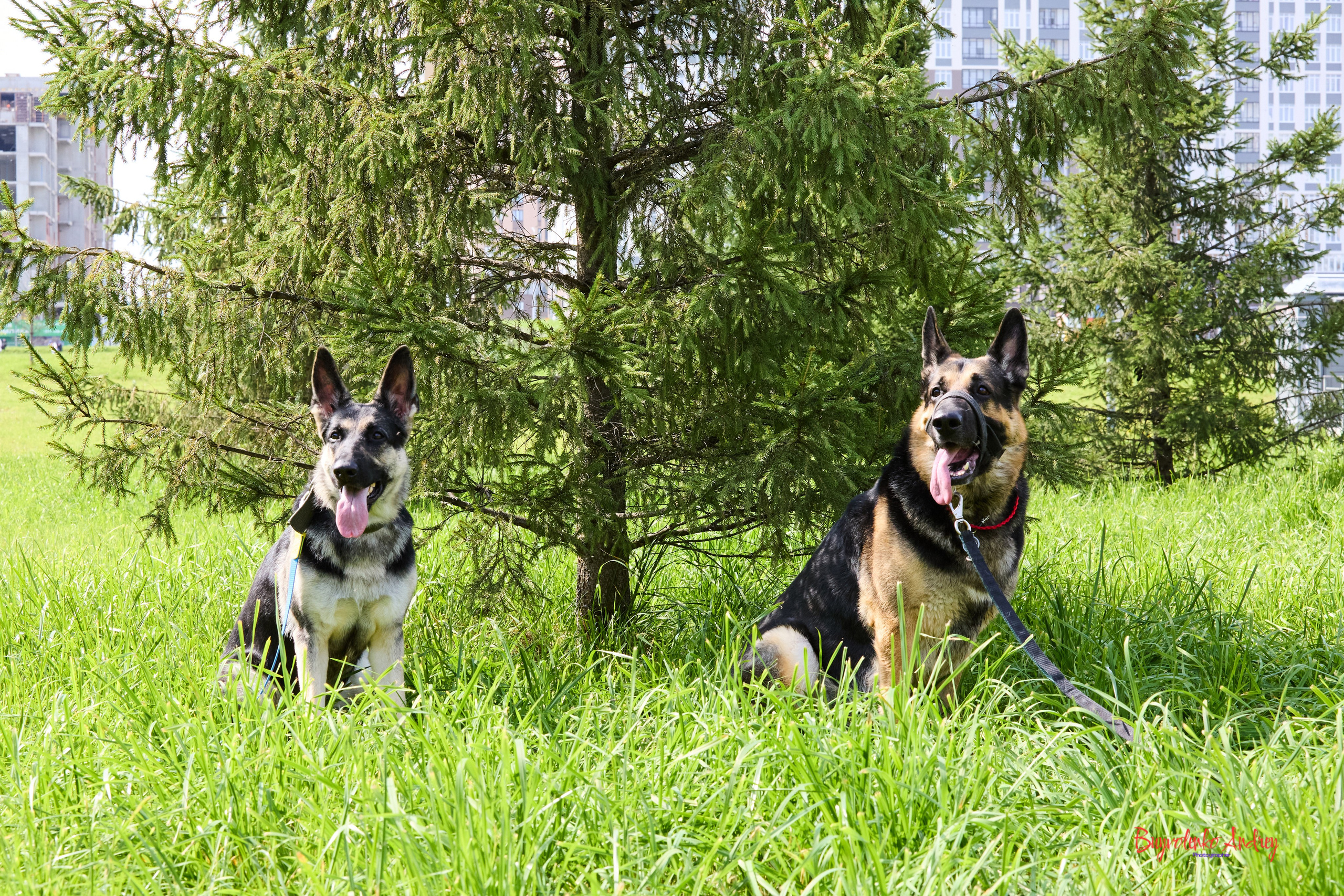 Проект фотопрогулка с хвостиком. Buyvolenko Andrey