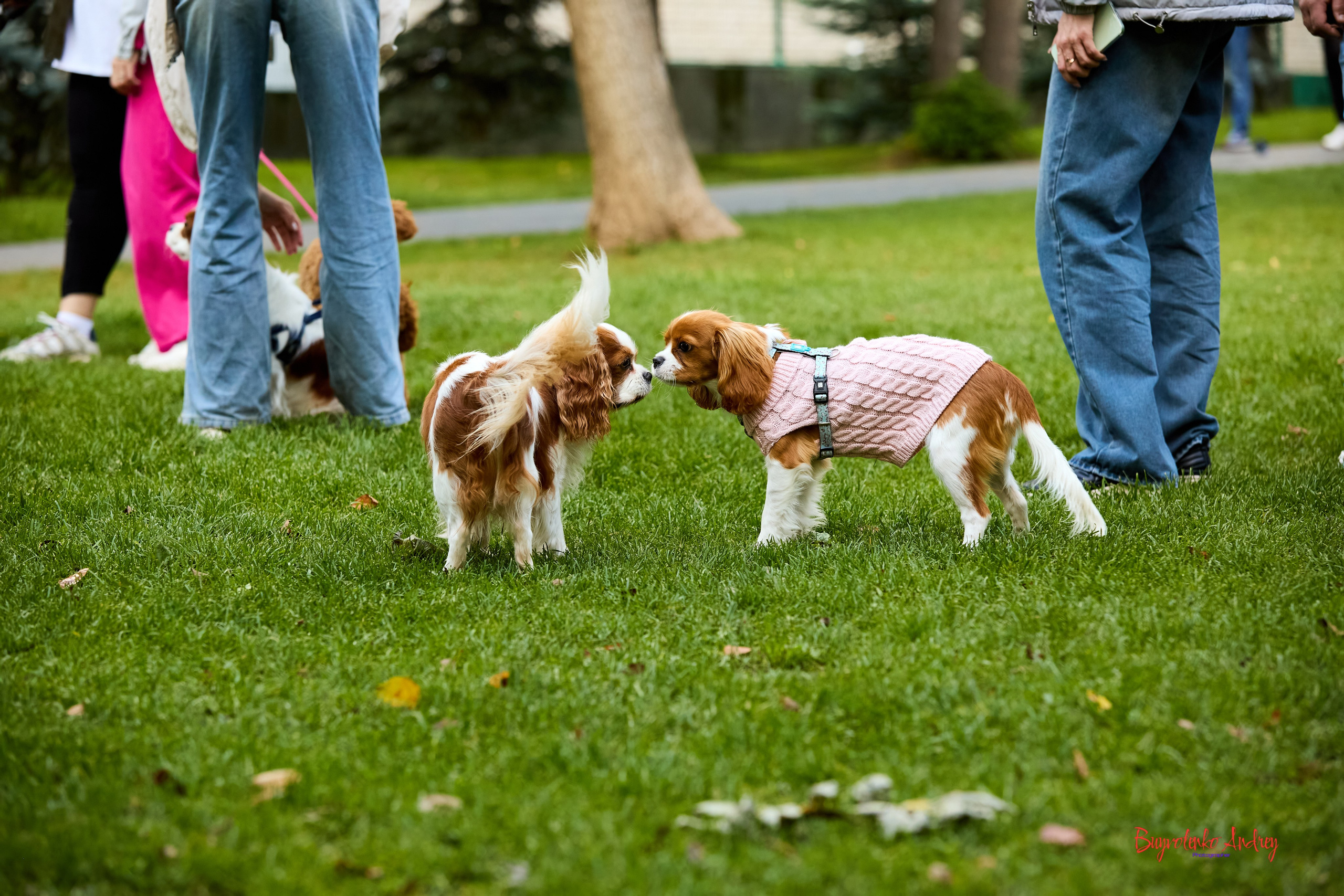 Фотопрогулка с кавалерами. Buyvolenko Andrey