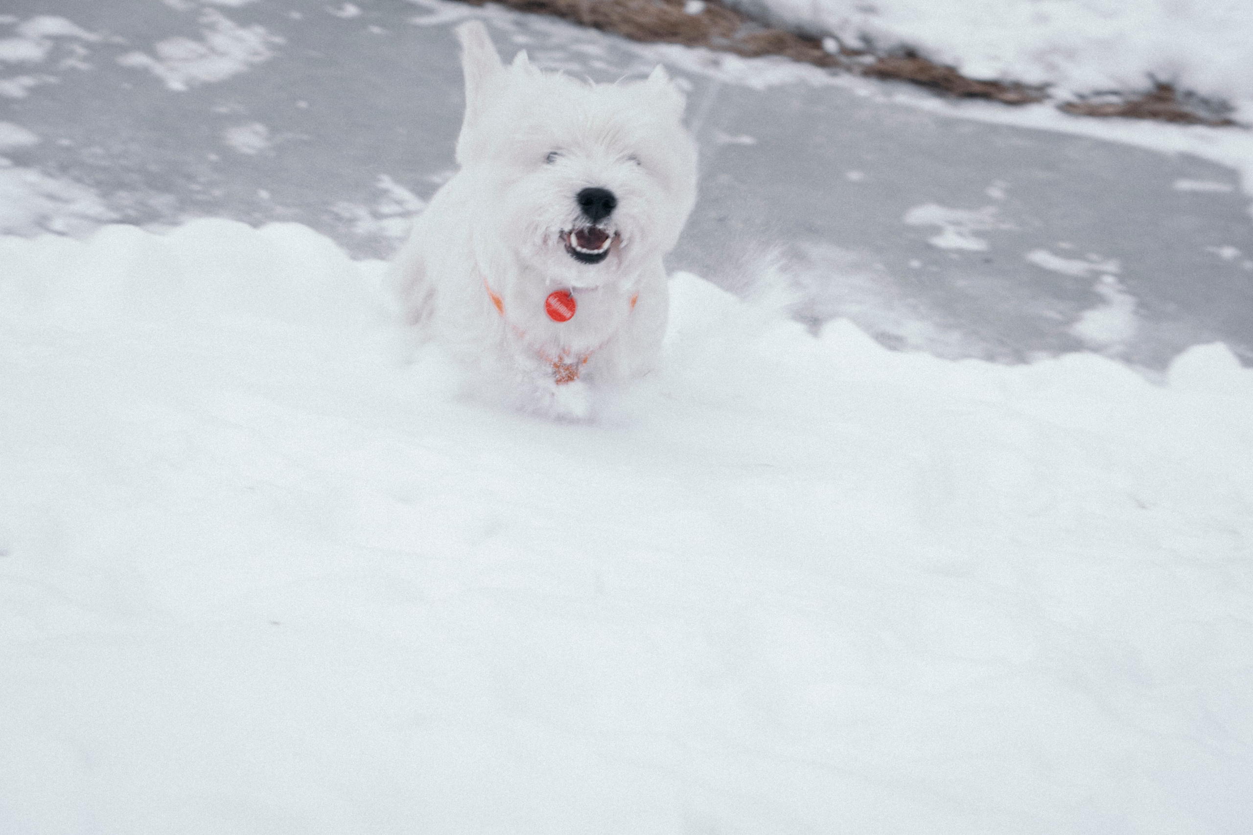 Арина и Обеликс. Фотограф Виктория Куприянова