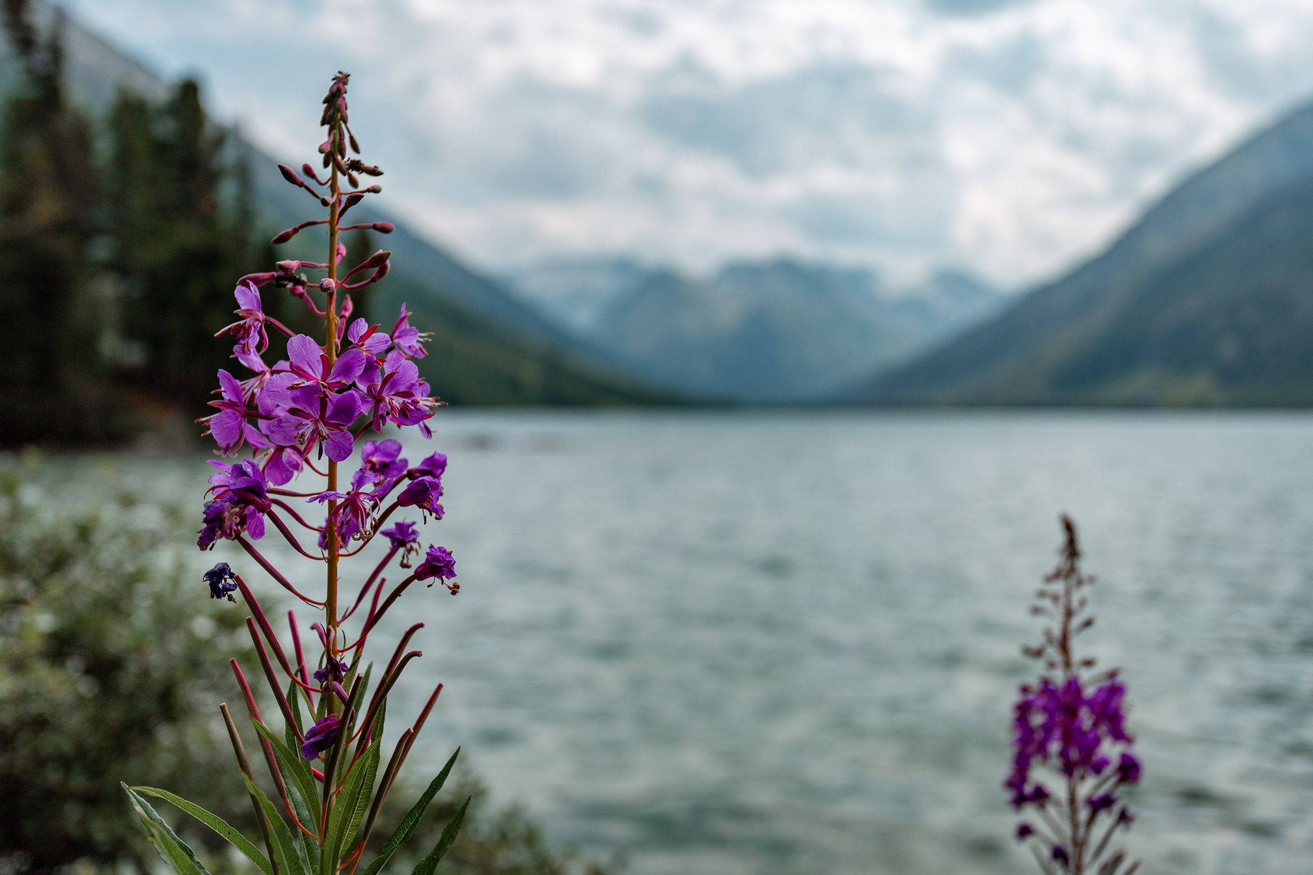 Катунский заповедник, Республика Алтай. Репортажный фотограф в Крыму Ксения Гасица