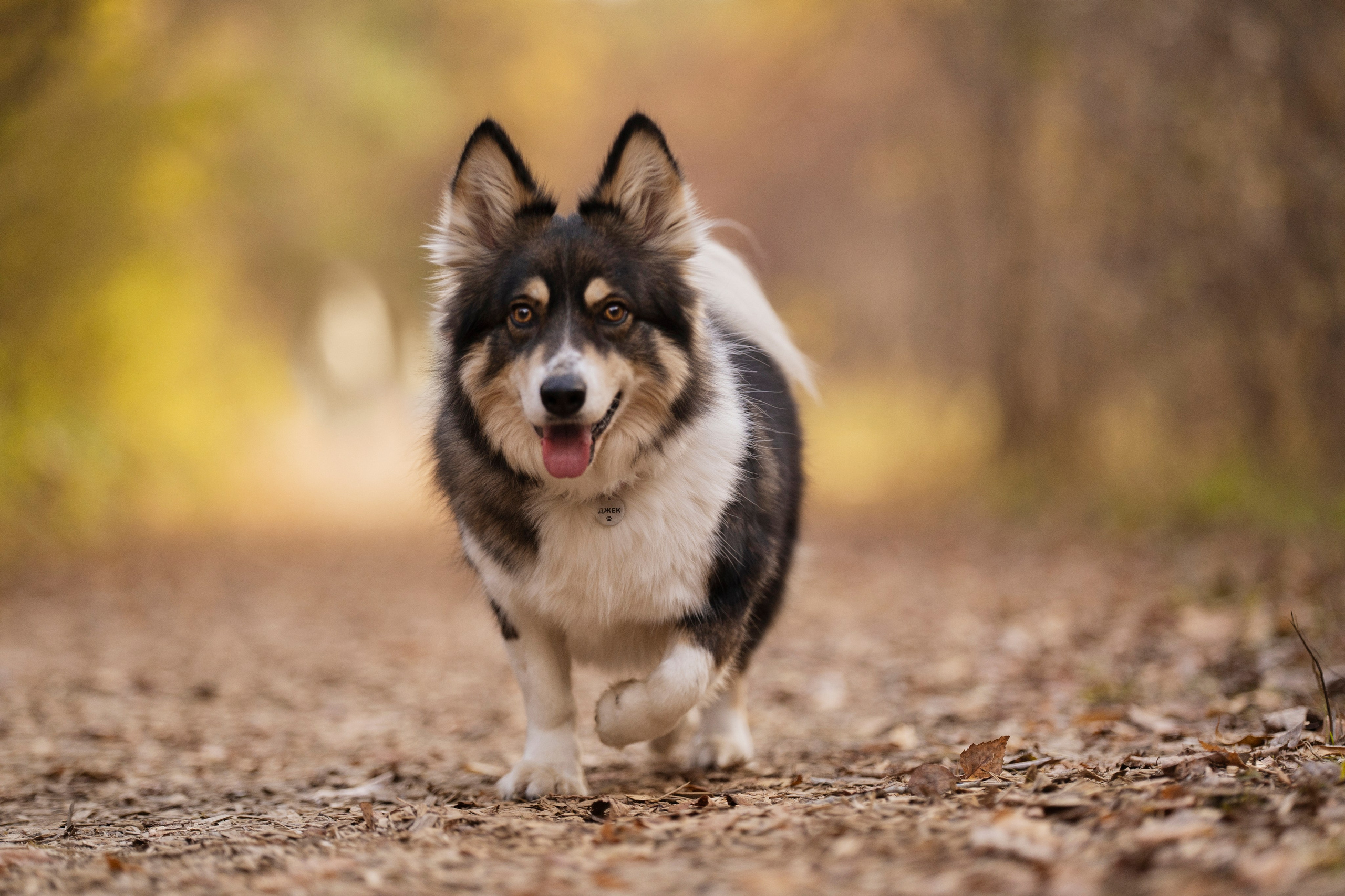 Катя + Сергей и Джек. Kameramotor74