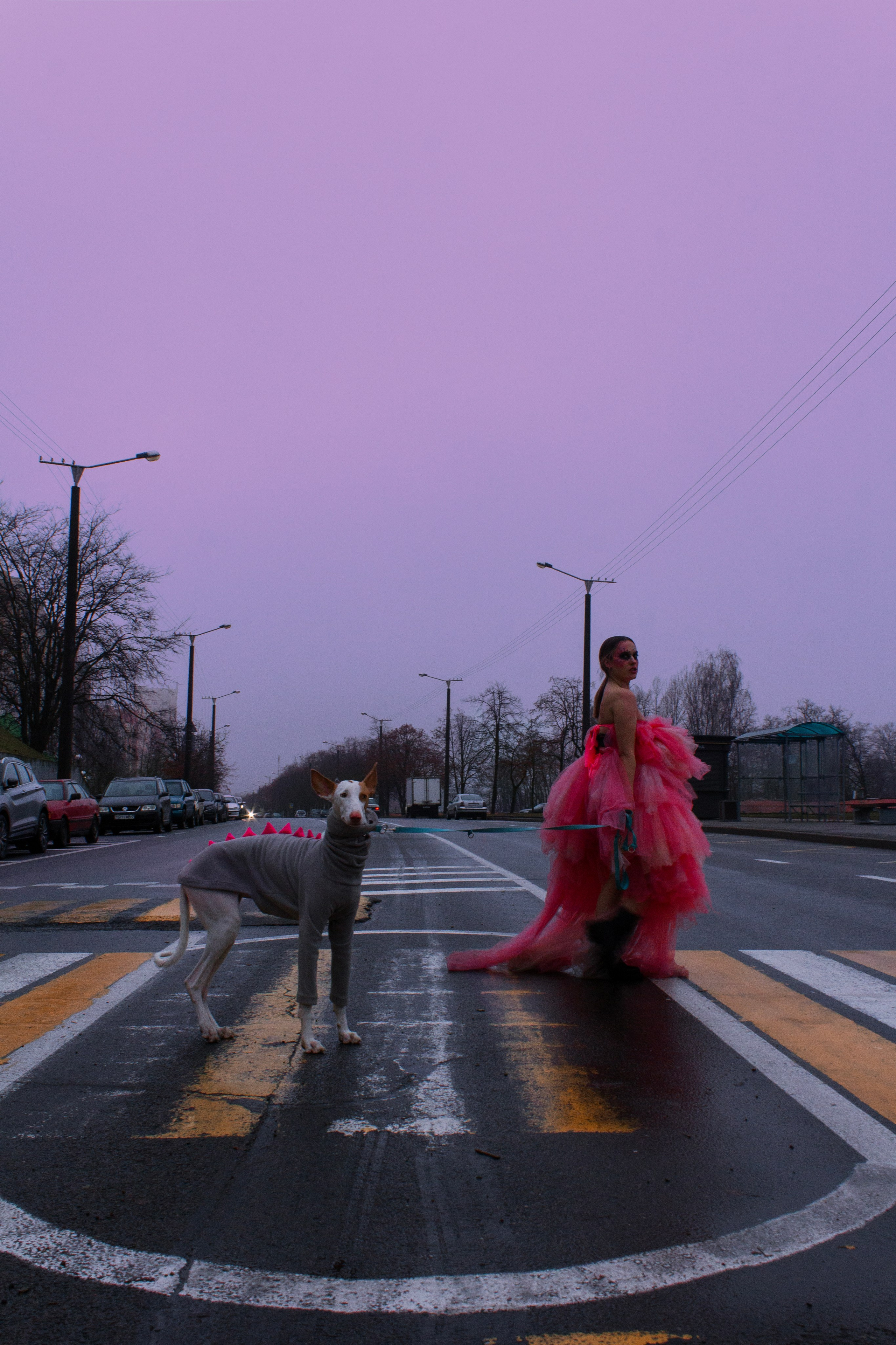 Яркая собачья жизнь