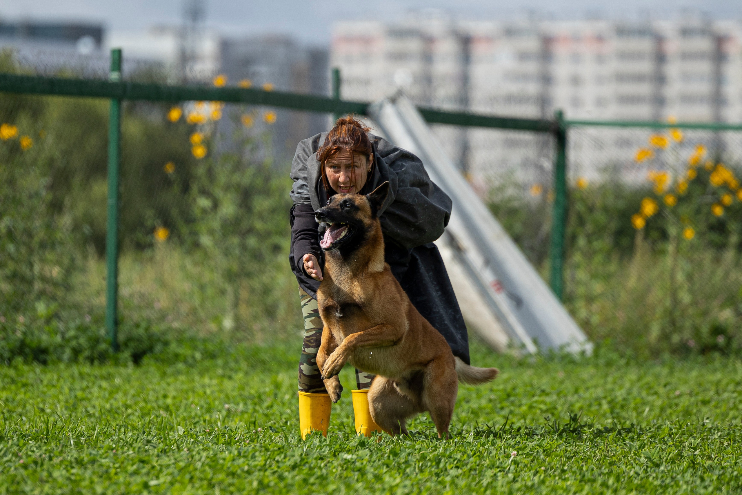Соревнования по Мондьорингу г. Вологда 10-11.08.2024. Фотограф-анималист Анна Маринич