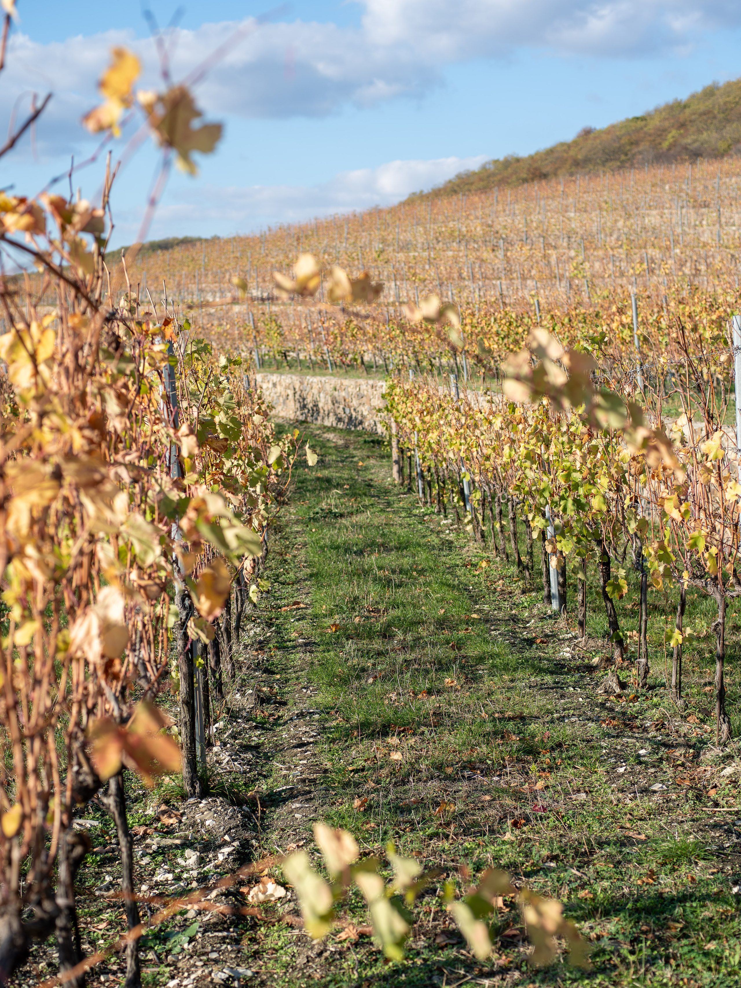 Литературная мастерская с Ольгой Шутовой в «Винотеррии». Репортажный фотограф в Красной Поляне и Сочи Павлюченко Екатерина