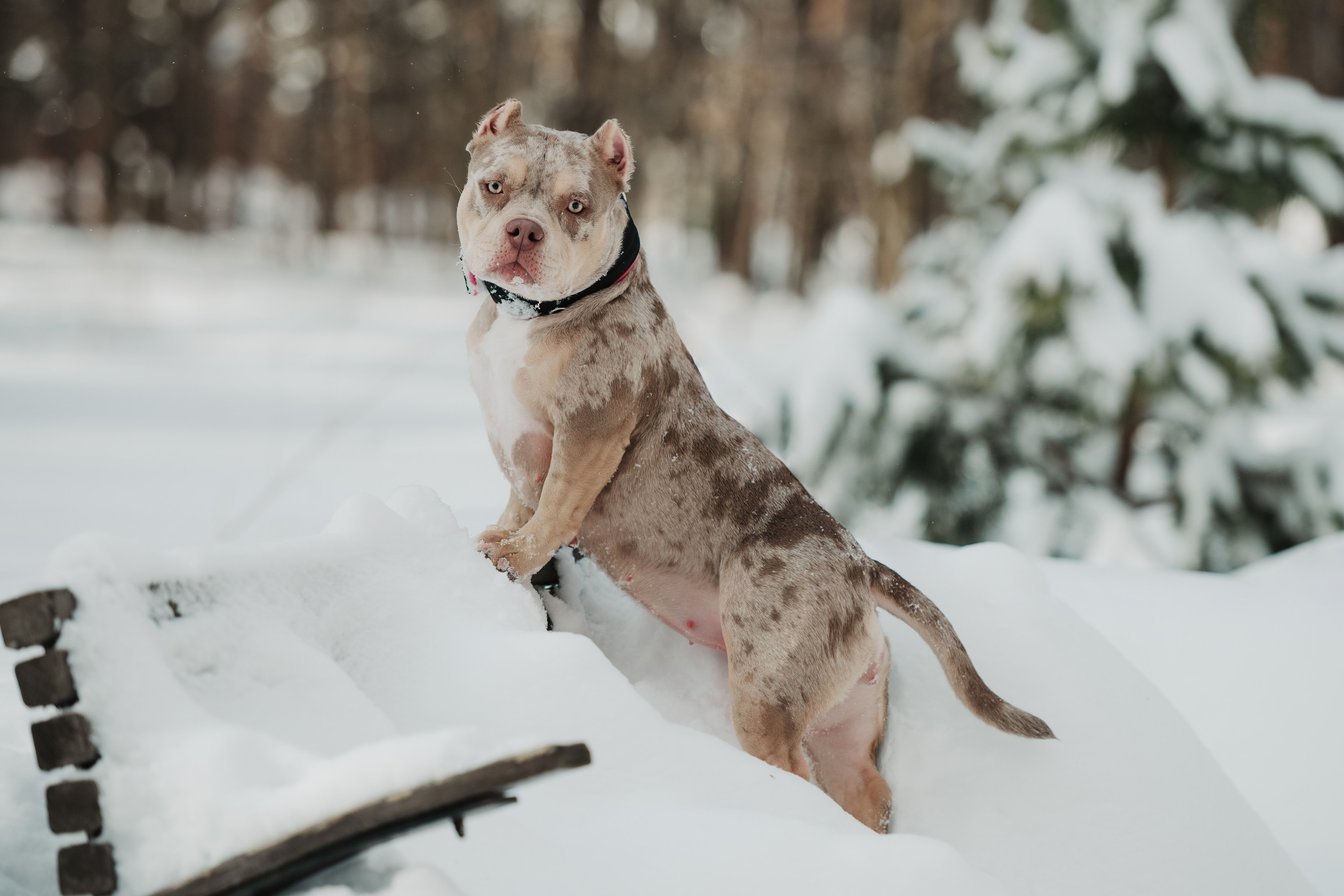 Зимняя LOVE STORY Вики, Артёма и Булочки. Семейный Фотограф в Москве Ирина Хохлова