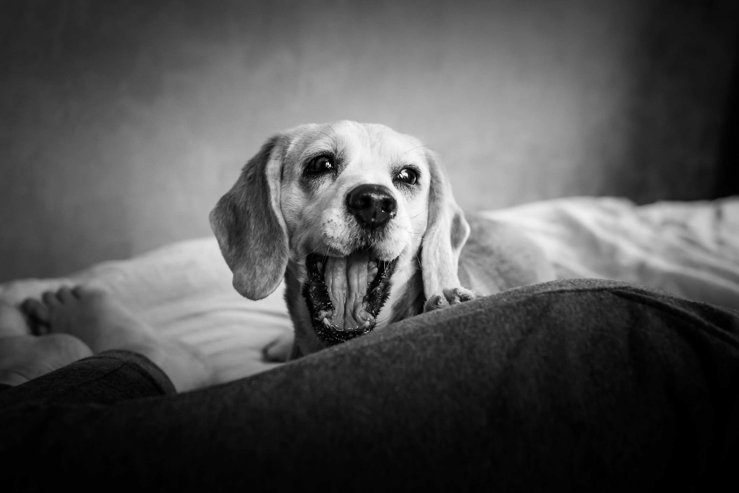 Оля, бигли и семья. Семейный Фотограф в Москве Ирина Хохлова