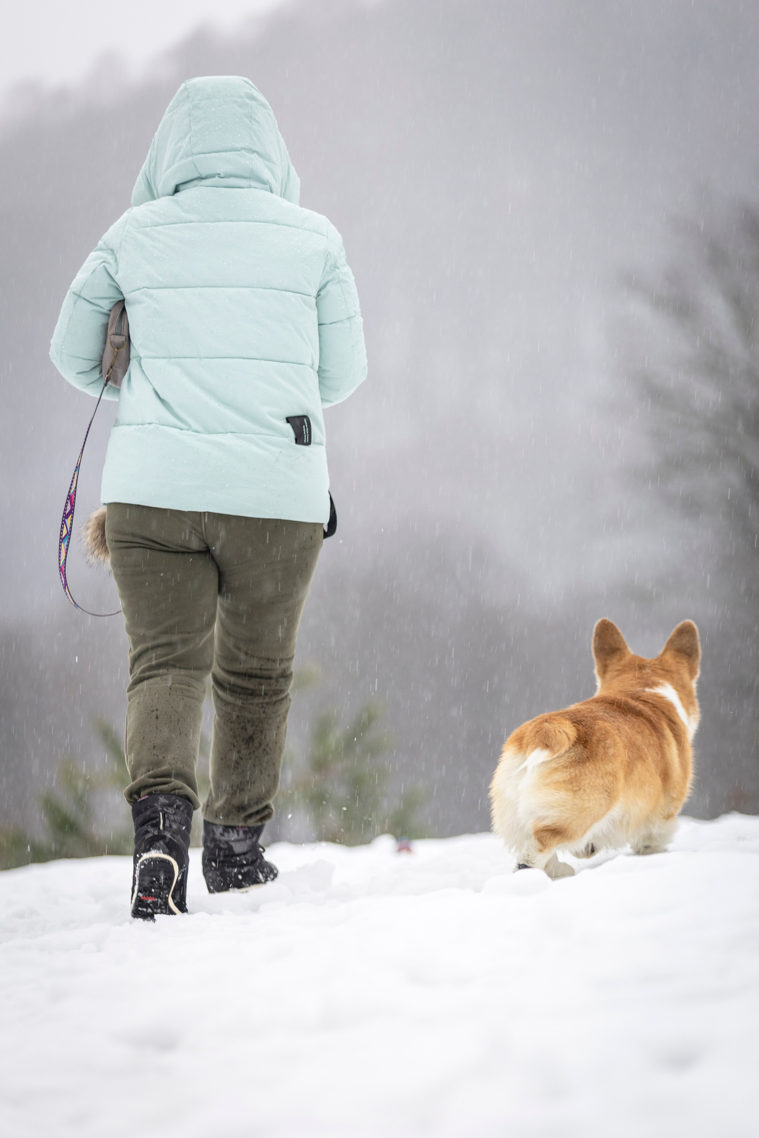 Гай, Корги-Пемброк. Ирина Голомб|Фотограф-анималист в  Сочи и Калининграде