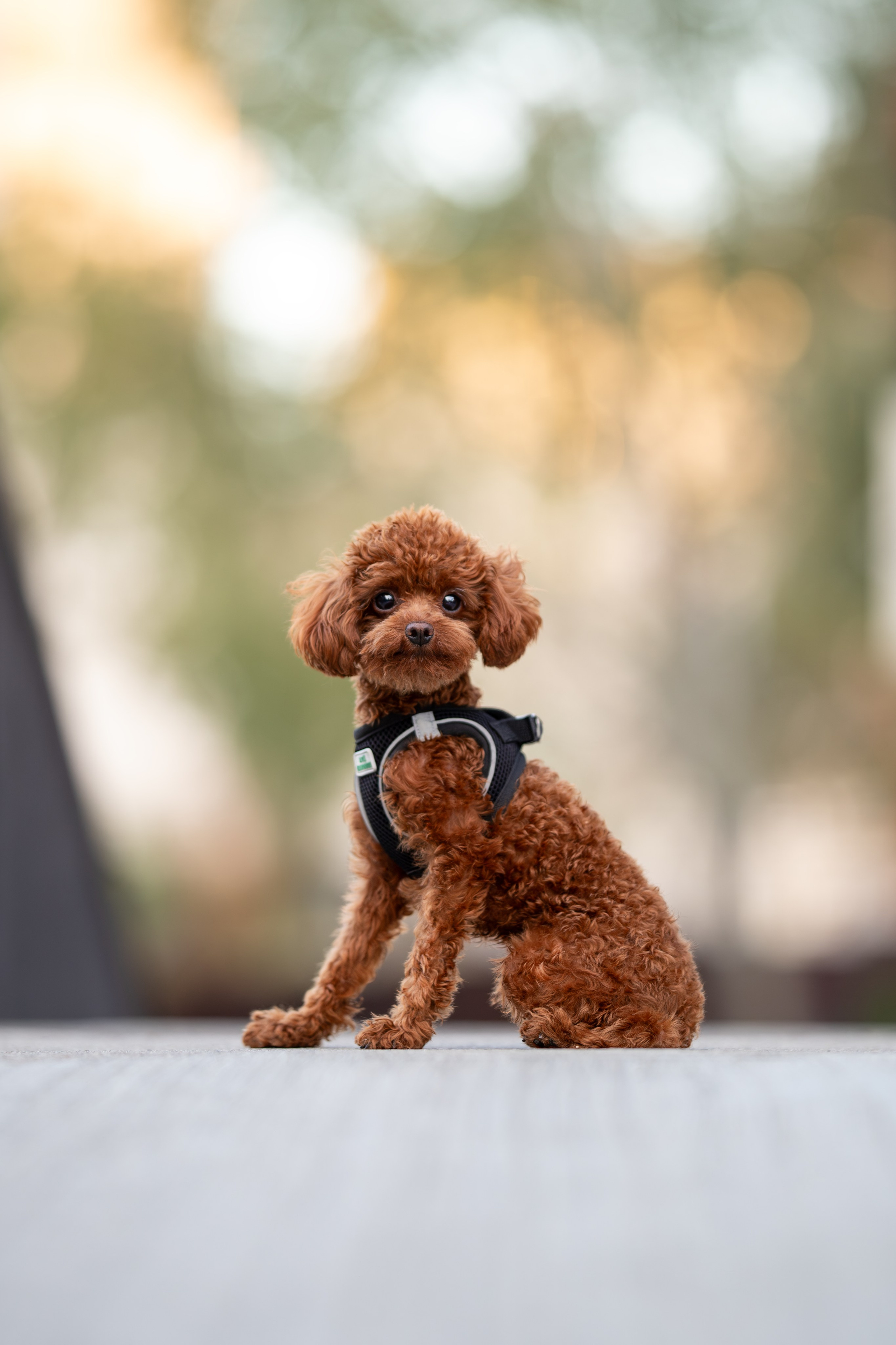 Марик, тикап-пудель. Ирина Голомб|Фотограф-анималист в  Сочи и Калининграде