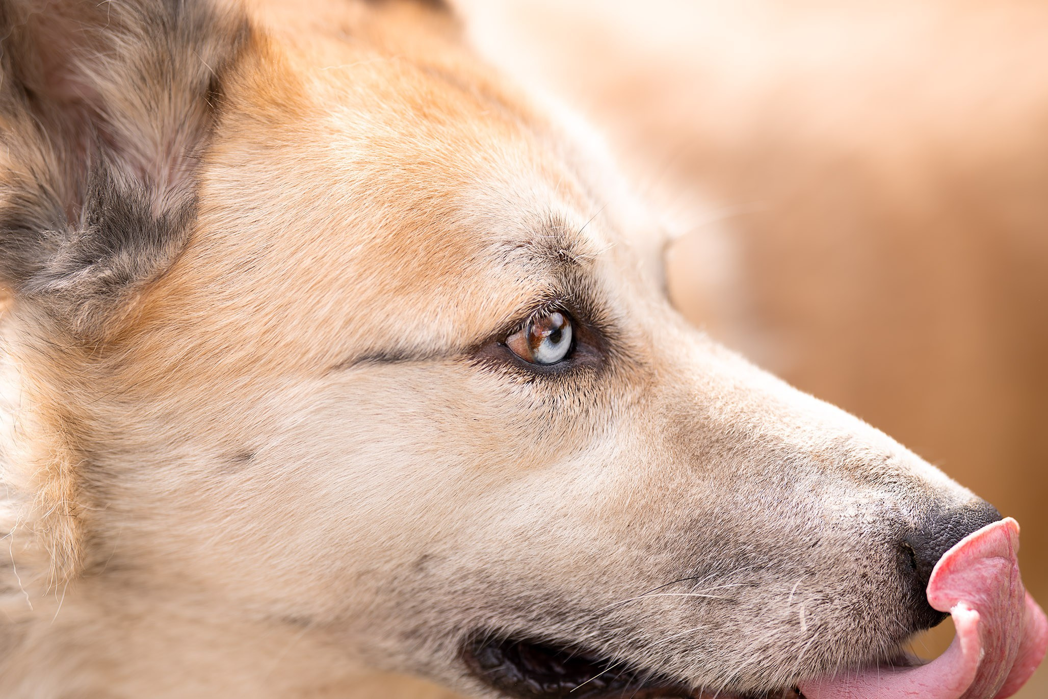 Приют Бим. Ирина Голомб|Фотограф-анималист в  Сочи и Калининграде