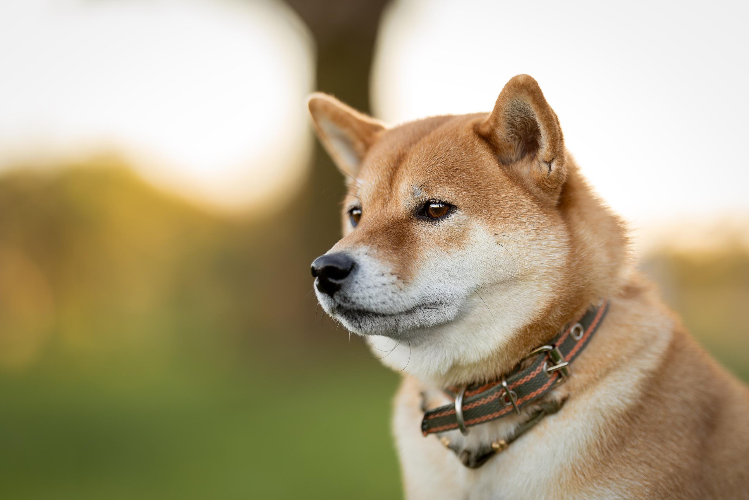 Иви, Сиба-Ину. Ирина Голомб|Фотограф-анималист в  Сочи и Калининграде