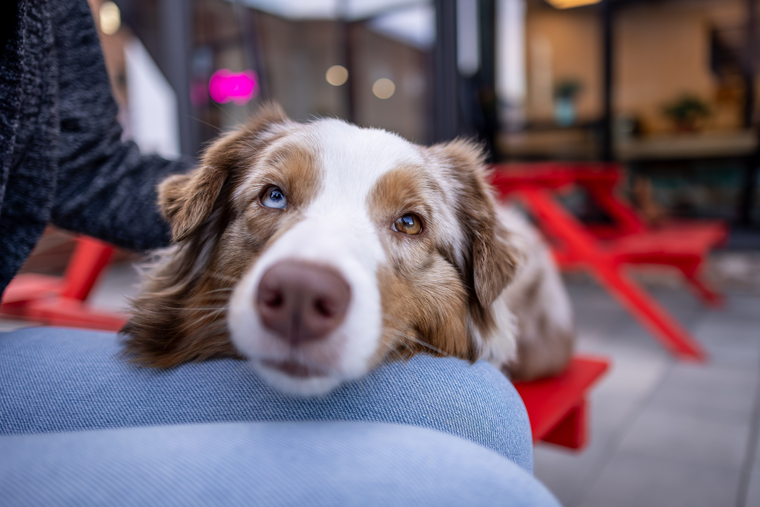 Полли, Австралийская Овчарка. Ирина Голомб|Фотограф-анималист в  Сочи и Калининграде