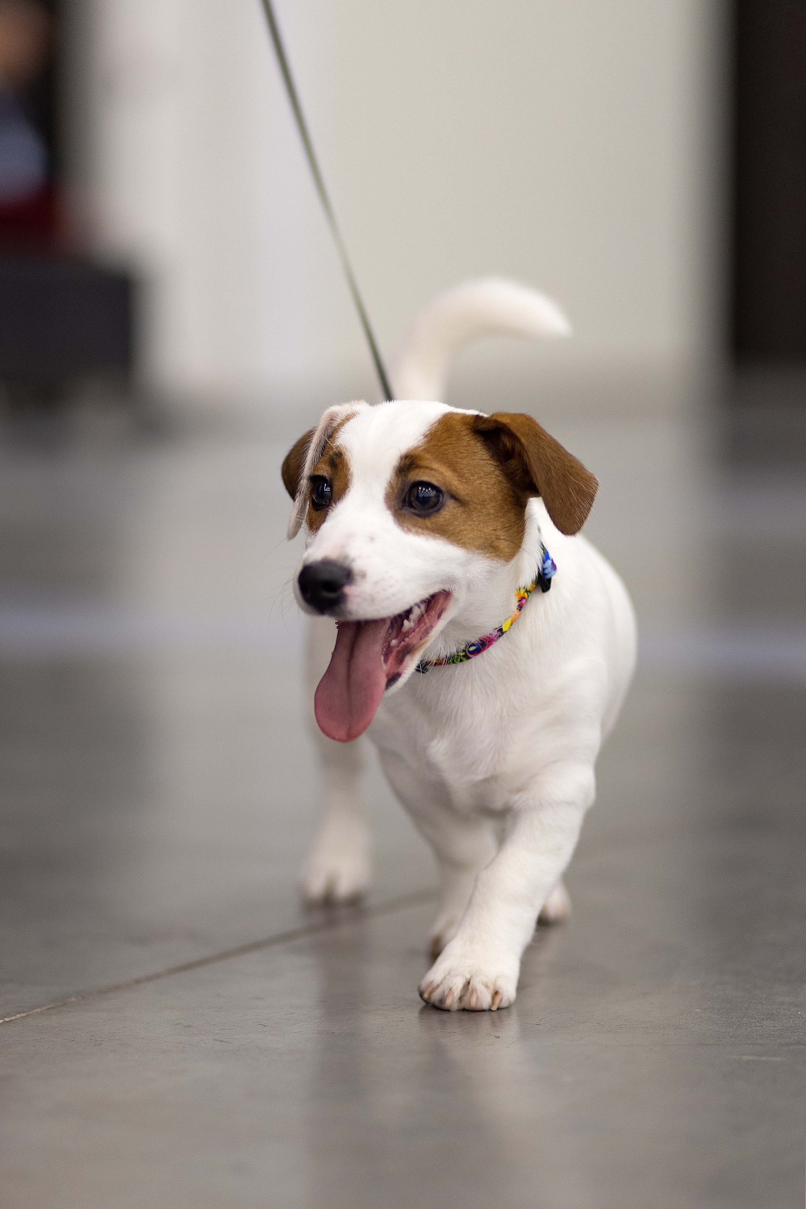 Анималистика