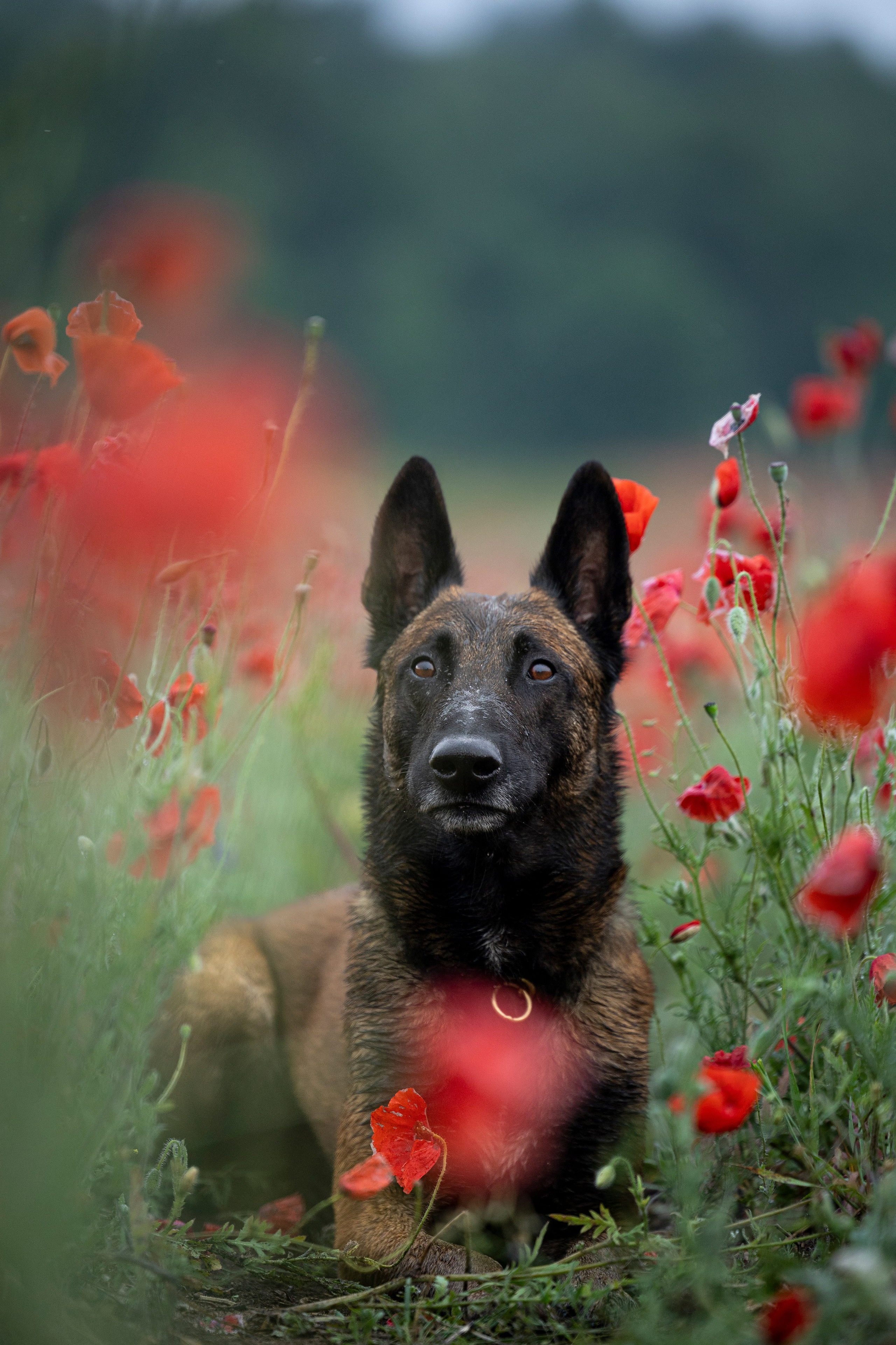 Маковое поле. Фотограф-анималист Анна Маринич