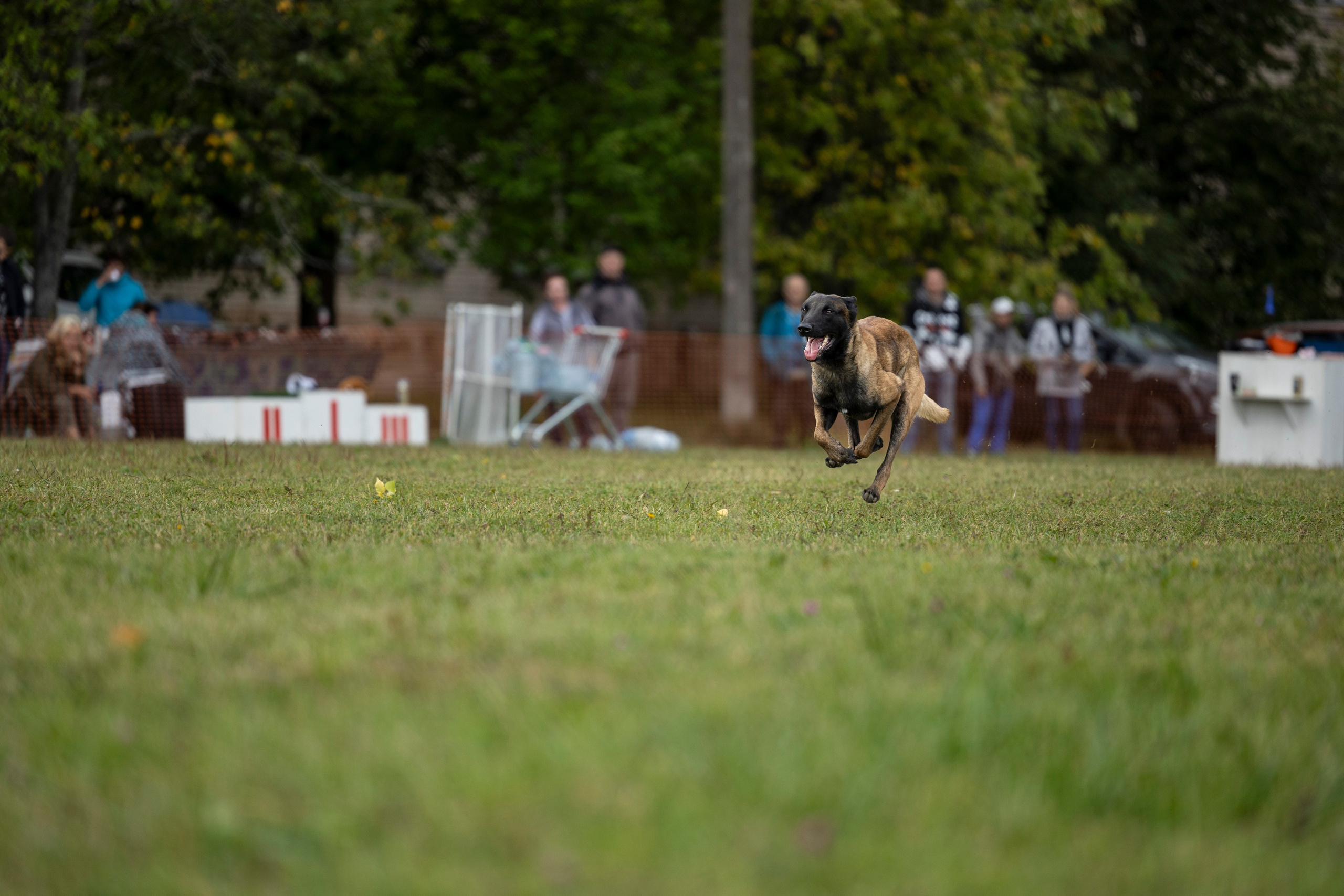 Испытания по Мондьорингу г. Пушкин. Фотограф-анималист Анна Маринич