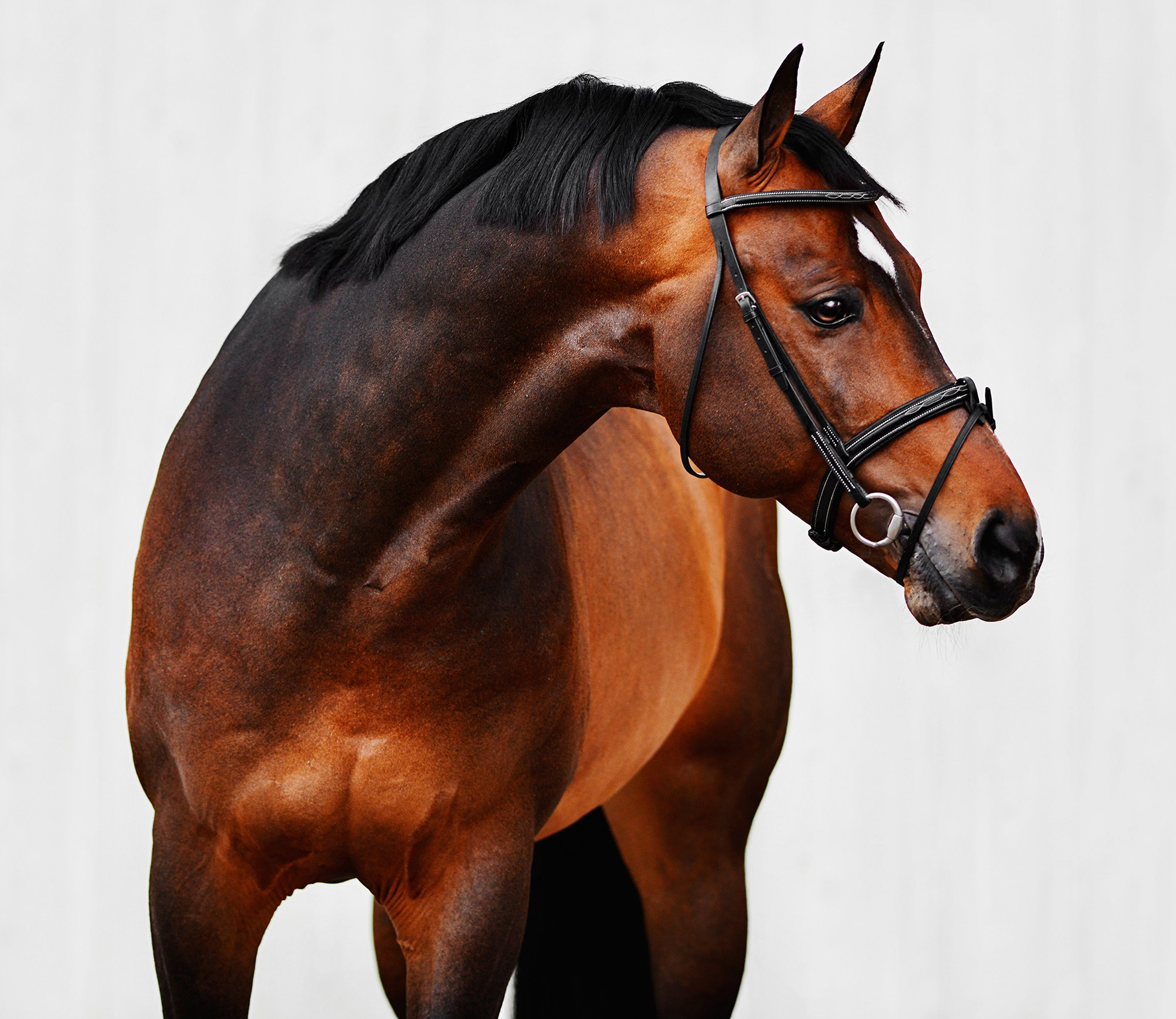 Портреты. Конный фотограф Alesya Safe