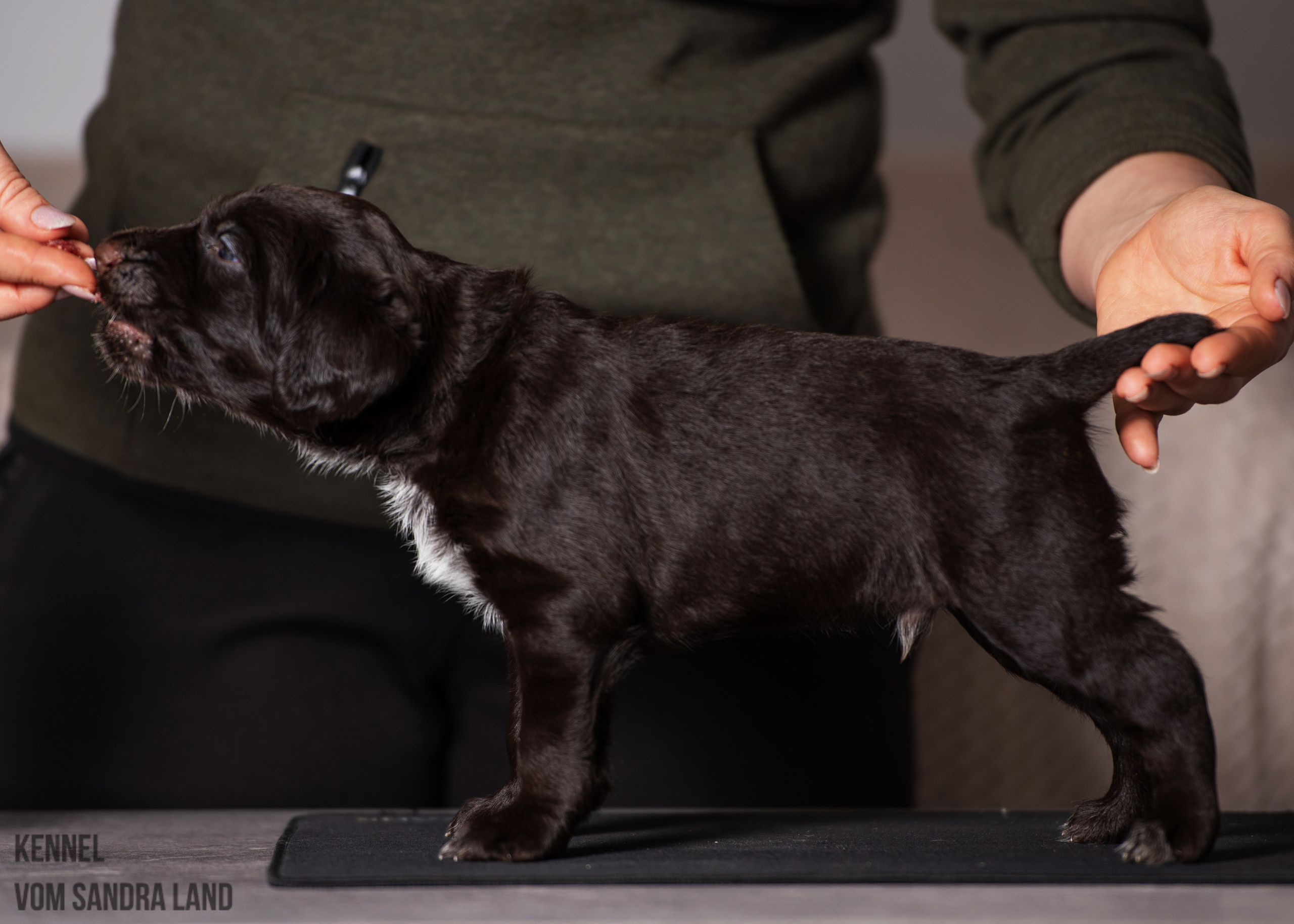 Ворон вом Сандра Лэнд, Voron vom Sandra Land