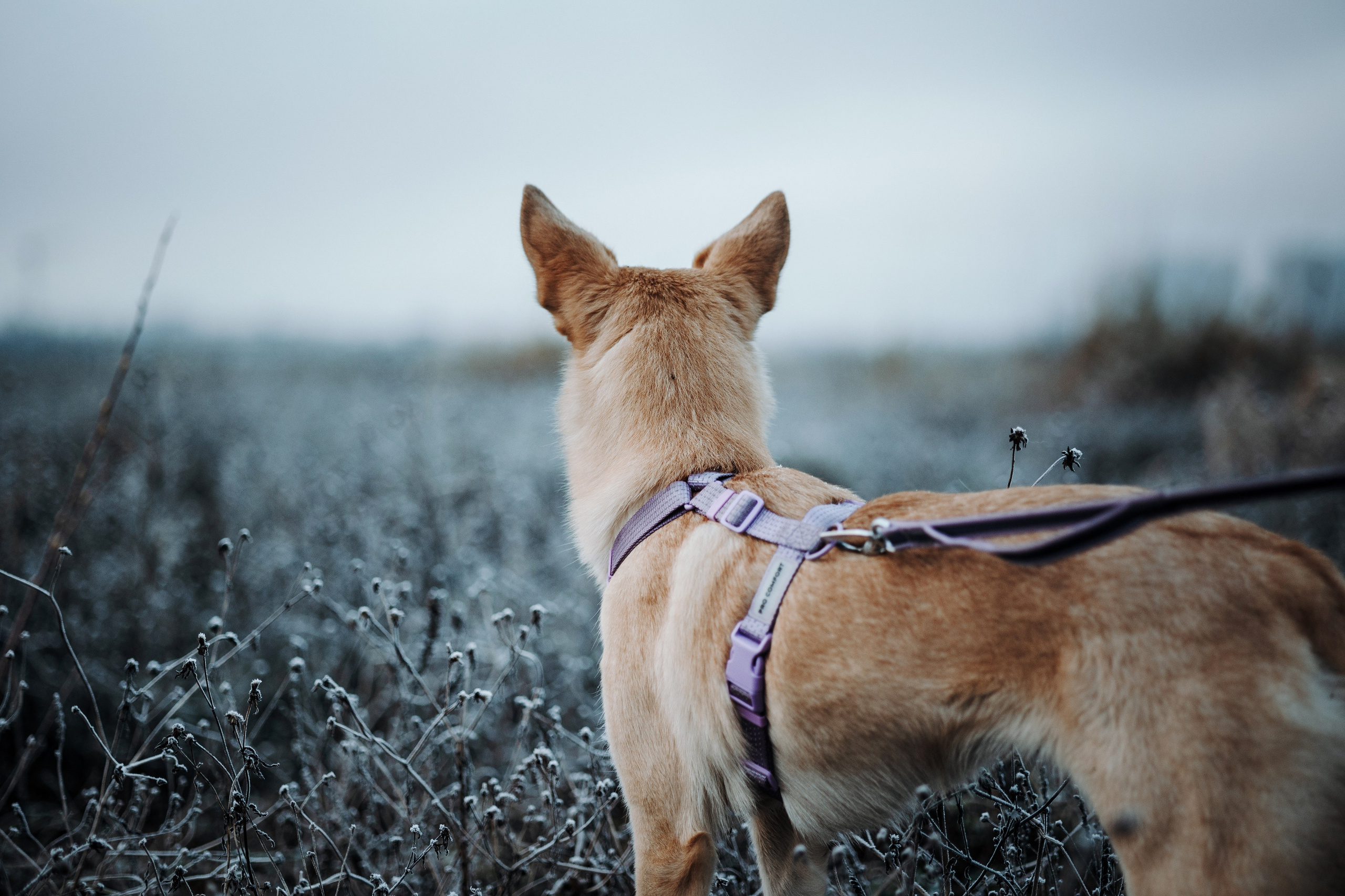 Юля и Джесси. Фотограф — Анималист | Санкт-Петербург