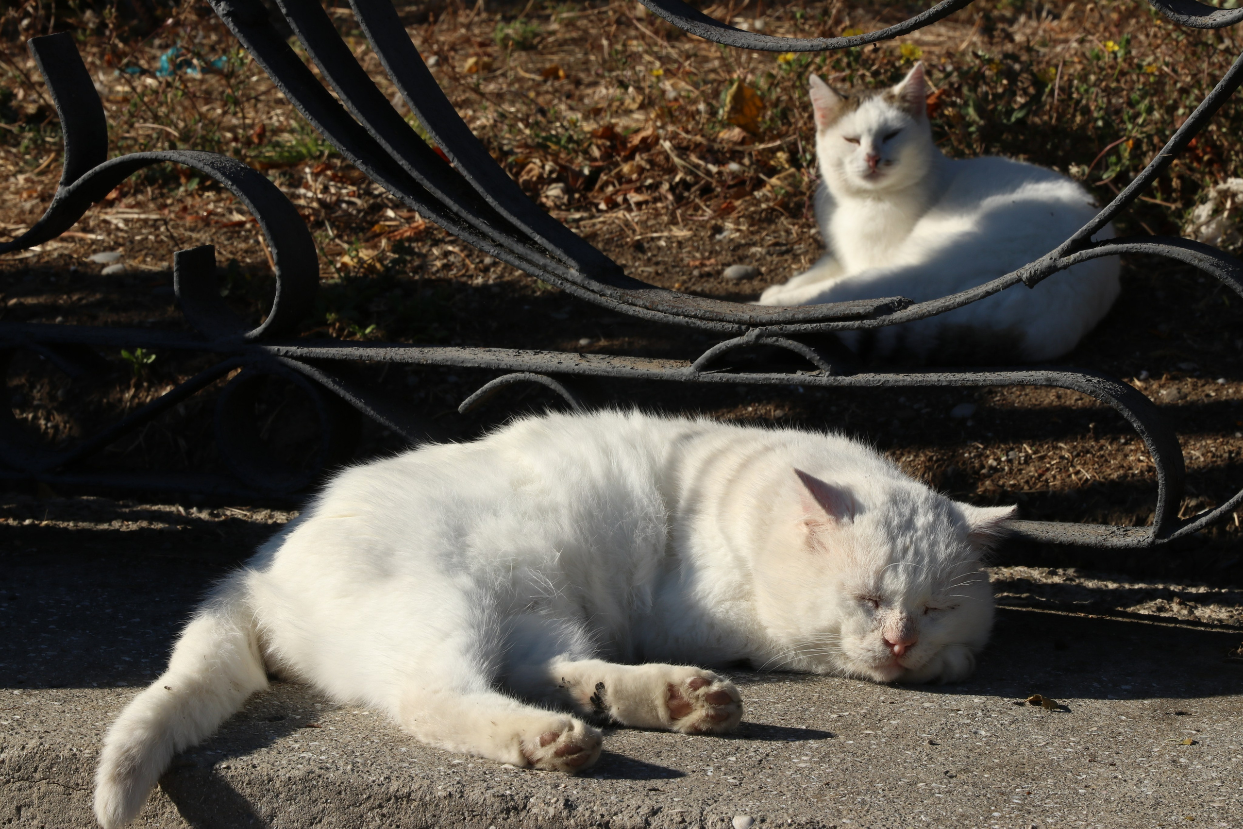 Крым. ЮБК (Гурзуф, Судак и их окрестности). Ноябрь 2023. Путешественник-фотограф из Санкт-Петербурга Татьяна Свистулина