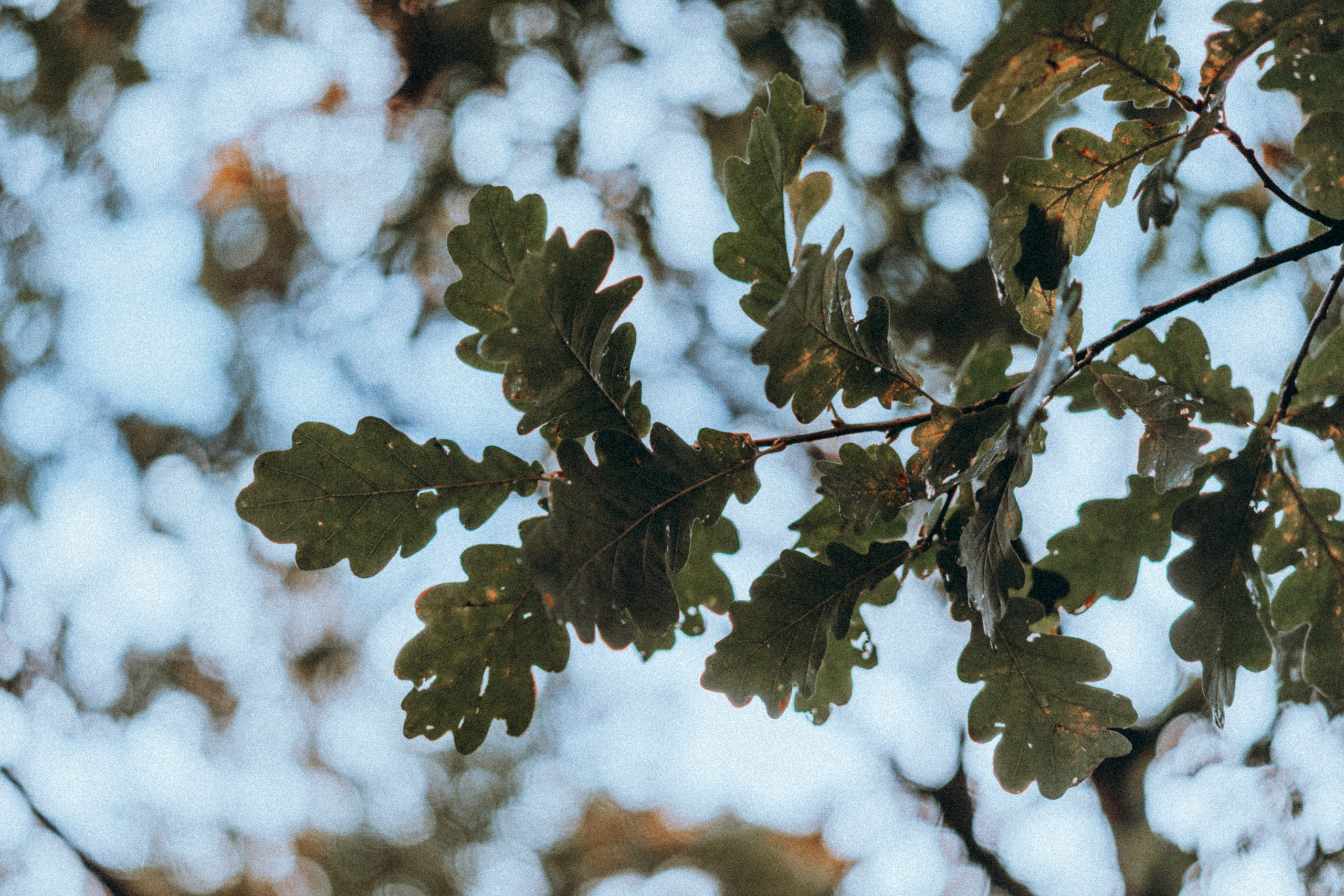 Нина. Фотограф в Санкт-Петербурге Батурина Елена