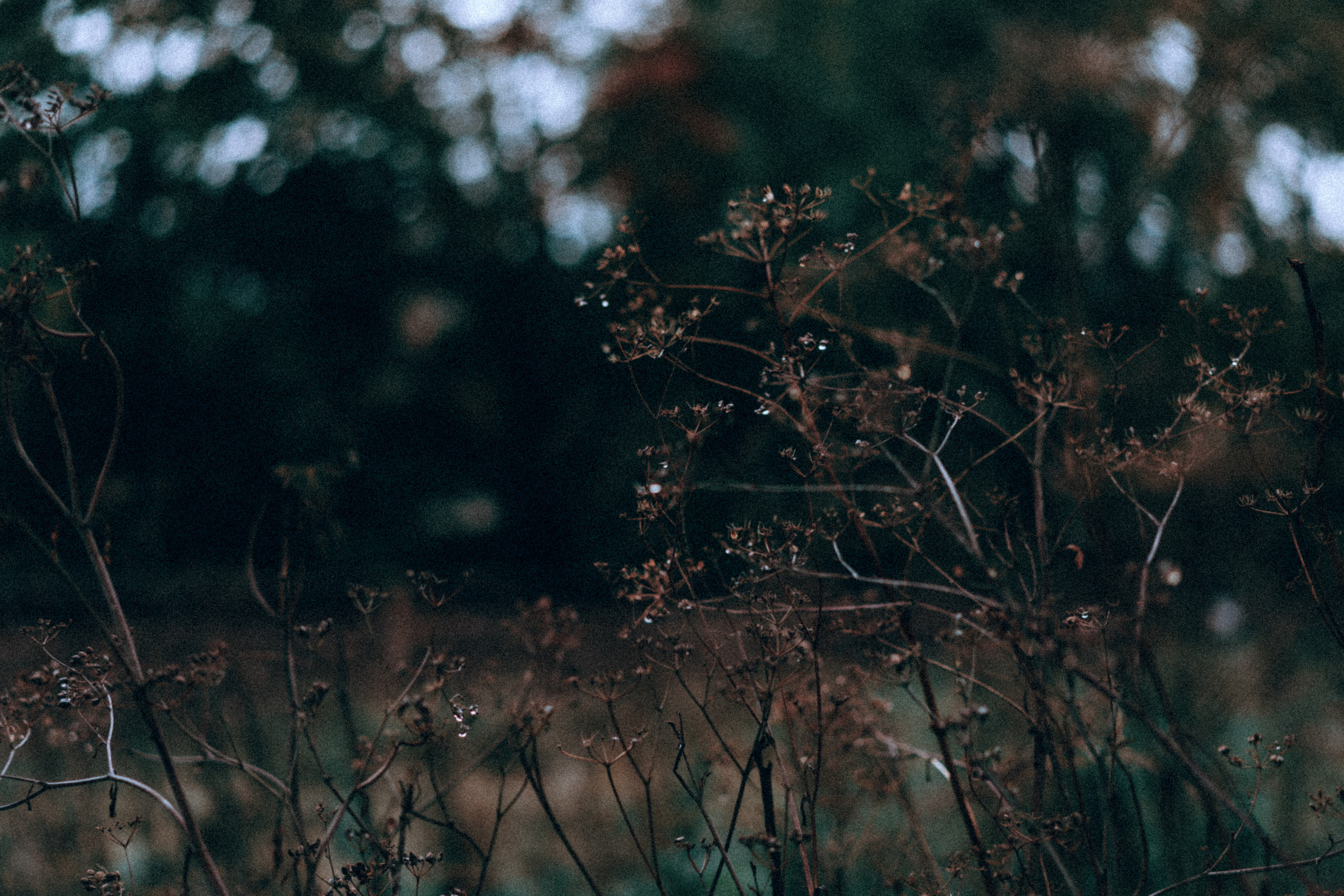 Нина. Фотограф в Санкт-Петербурге Батурина Елена