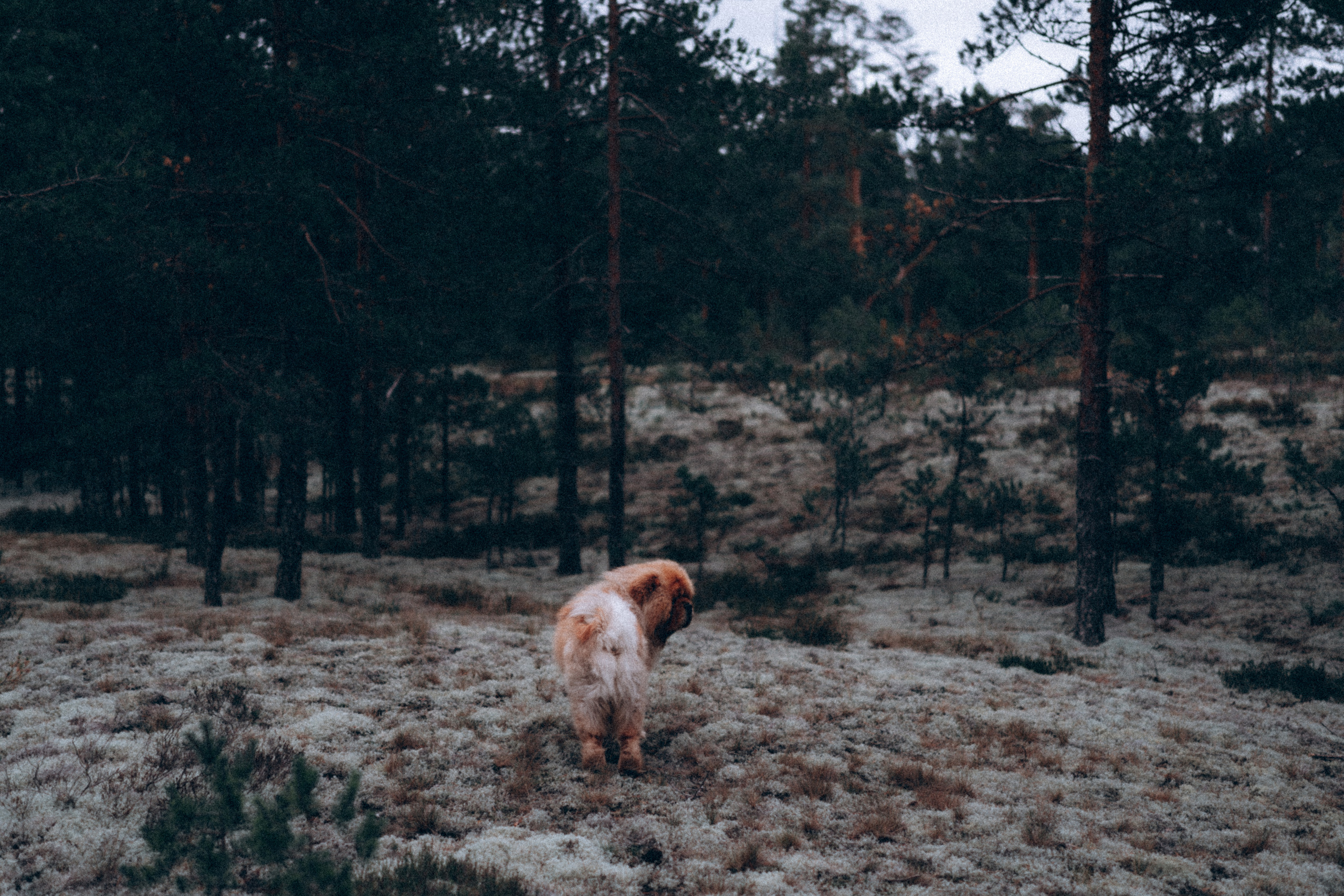 Игорь и Гоша. Фотограф в Санкт-Петербурге Батурина Елена
