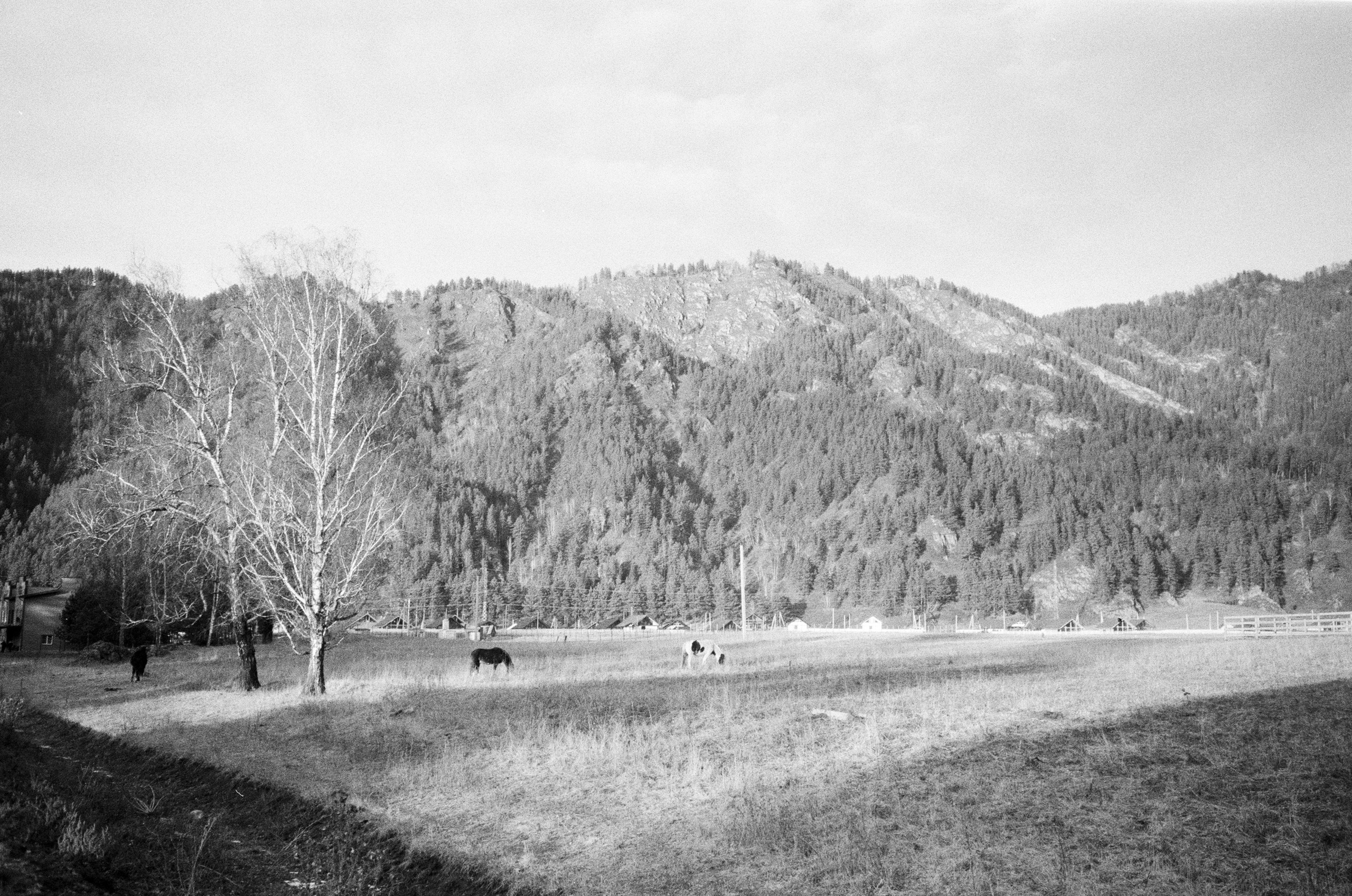 Olympus AF-10 SUPER / Ilford PAN 400 / Алтай, зима 2023 год