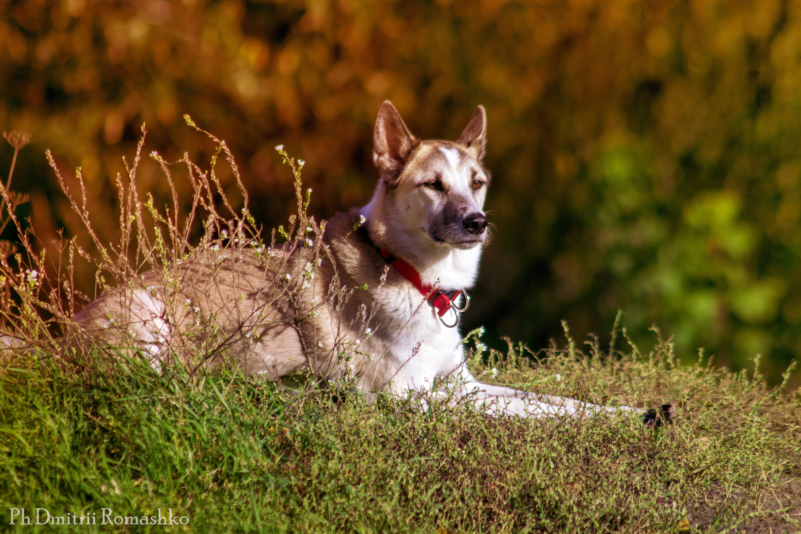 Анималистка. Фотограф Дмитрий Ромашко