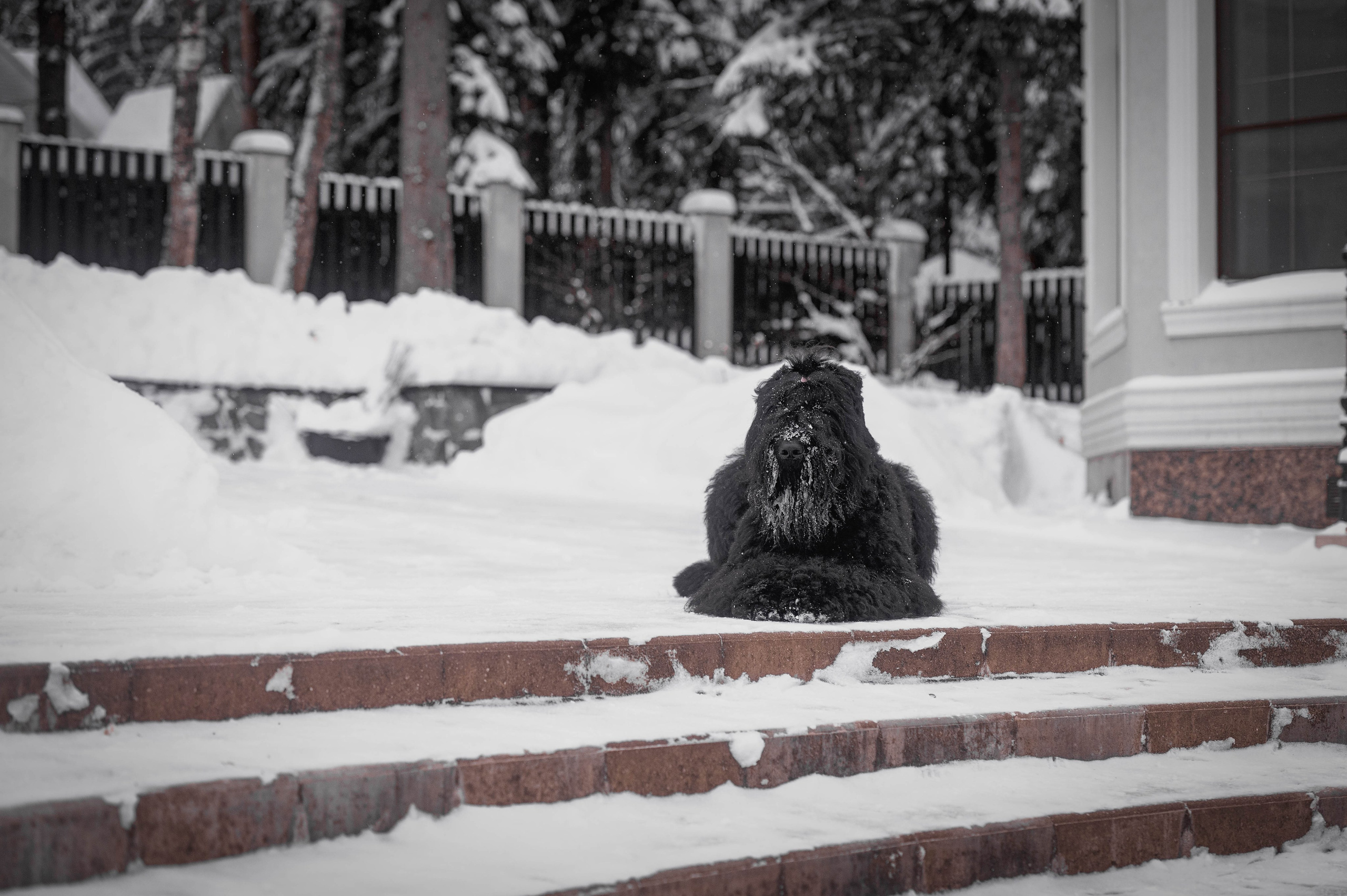 Клео. Фотограф-анималист