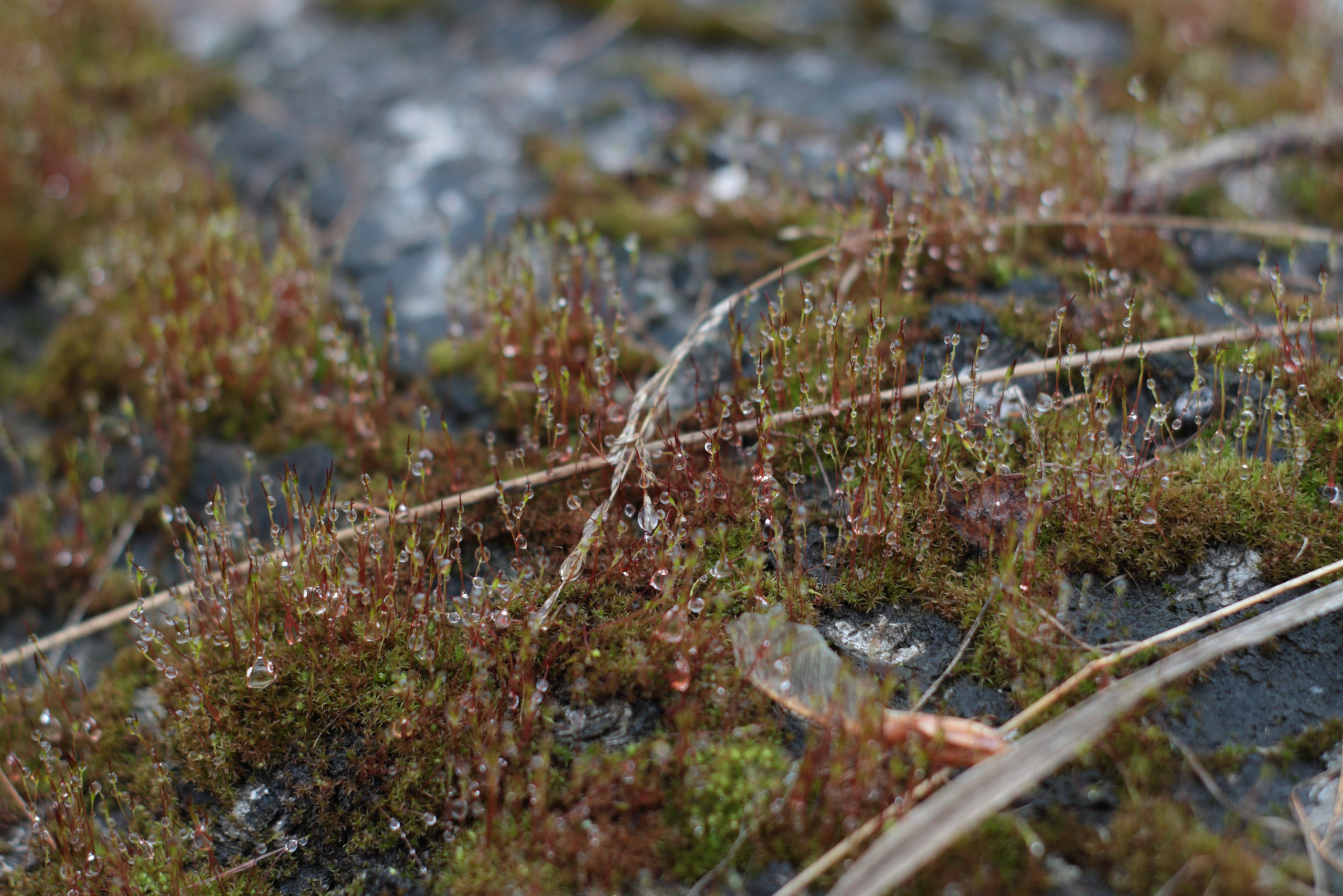 Старое природное, отбирала Katamount (Катерина Горохова). Главная
