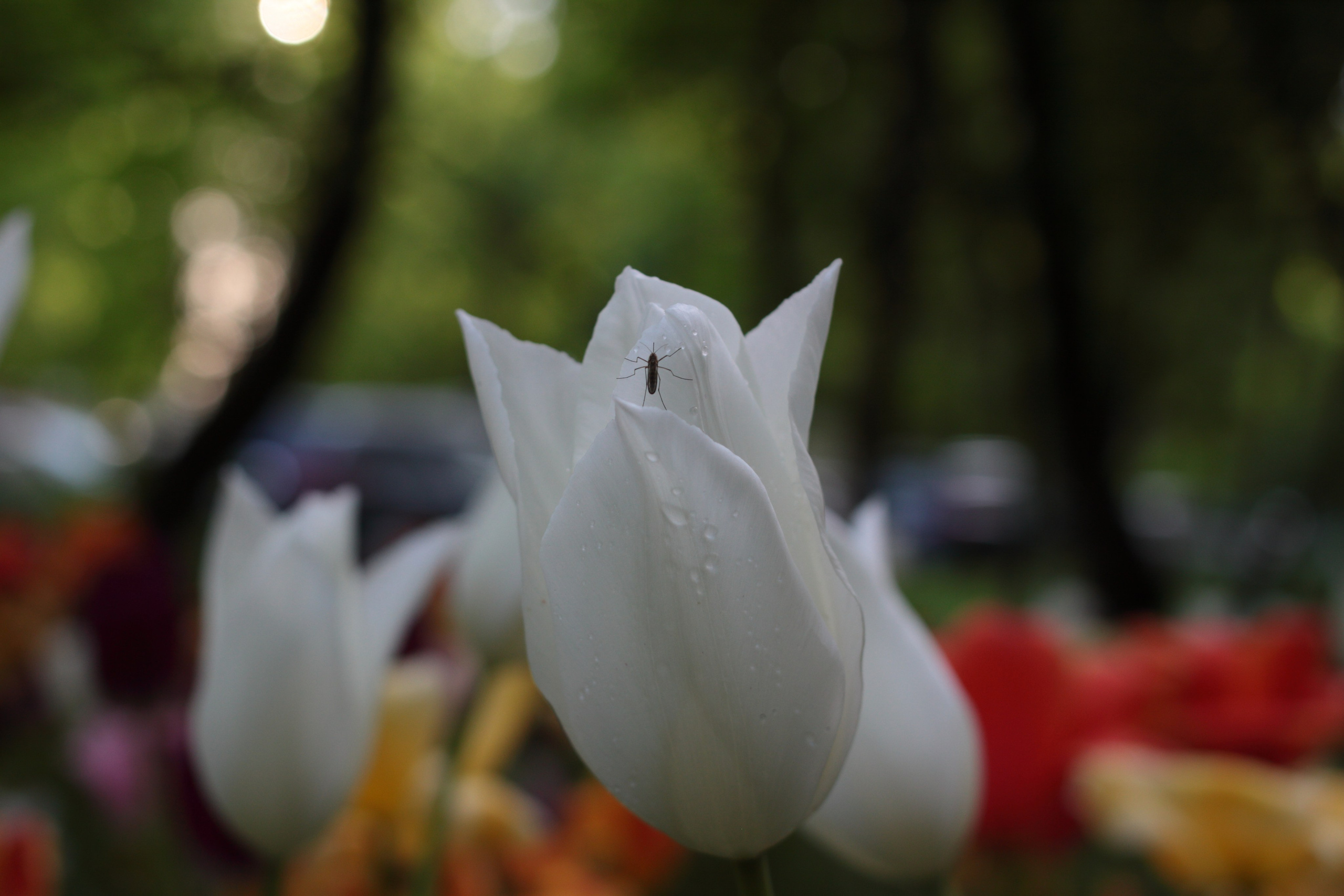 Старое природное, отбирала Katamount (Катерина Горохова). Главная