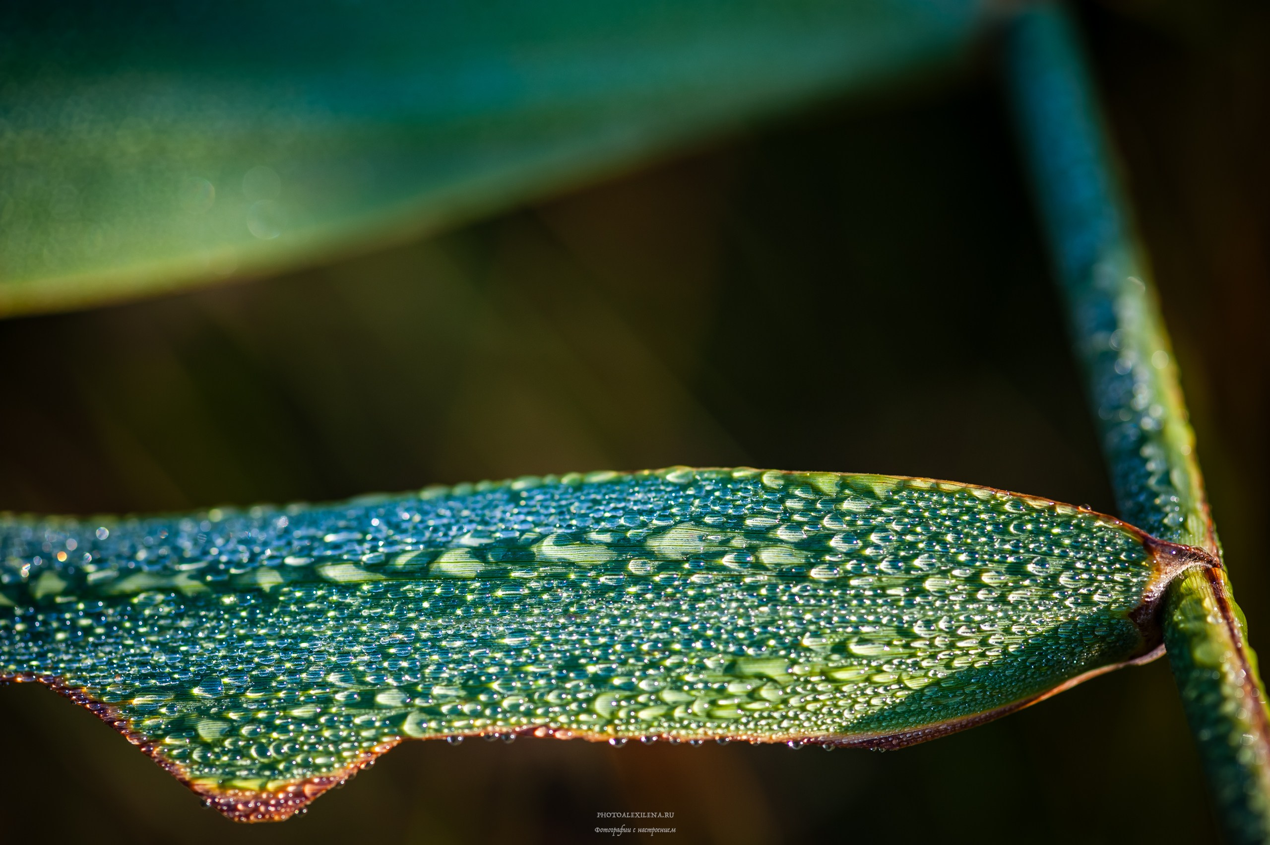 Капли, капелюшки. Авторские стильные фотокартины