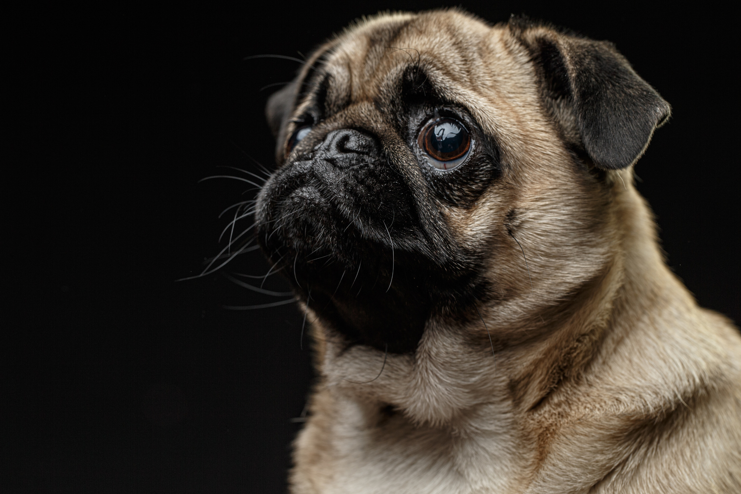 Животные Саратов. Фотограф Сергей Сорокин — классический портрет и НЮ в Саратове