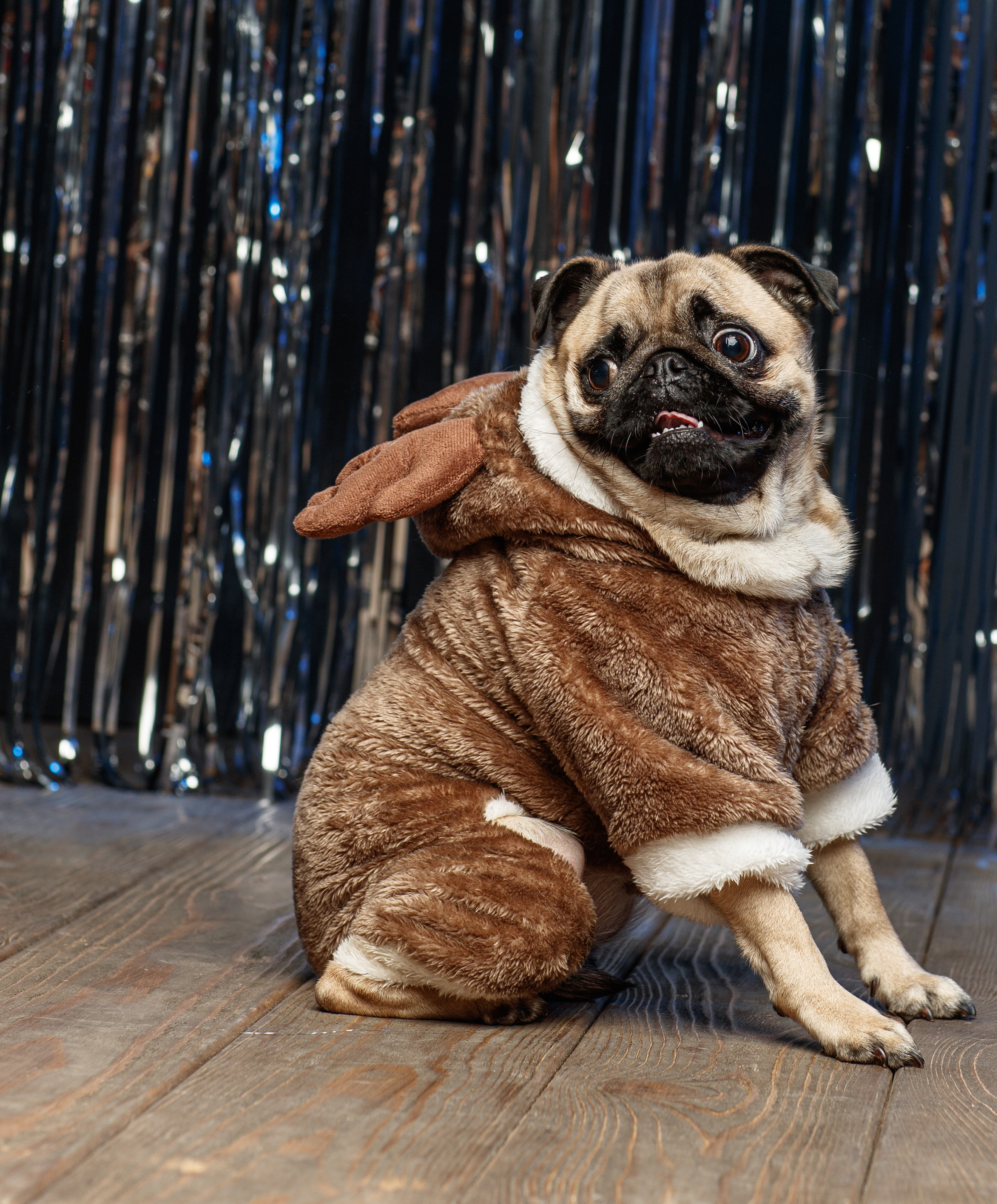 Животные Саратов. Фотограф Сергей Сорокин — классический портрет и НЮ в Саратове